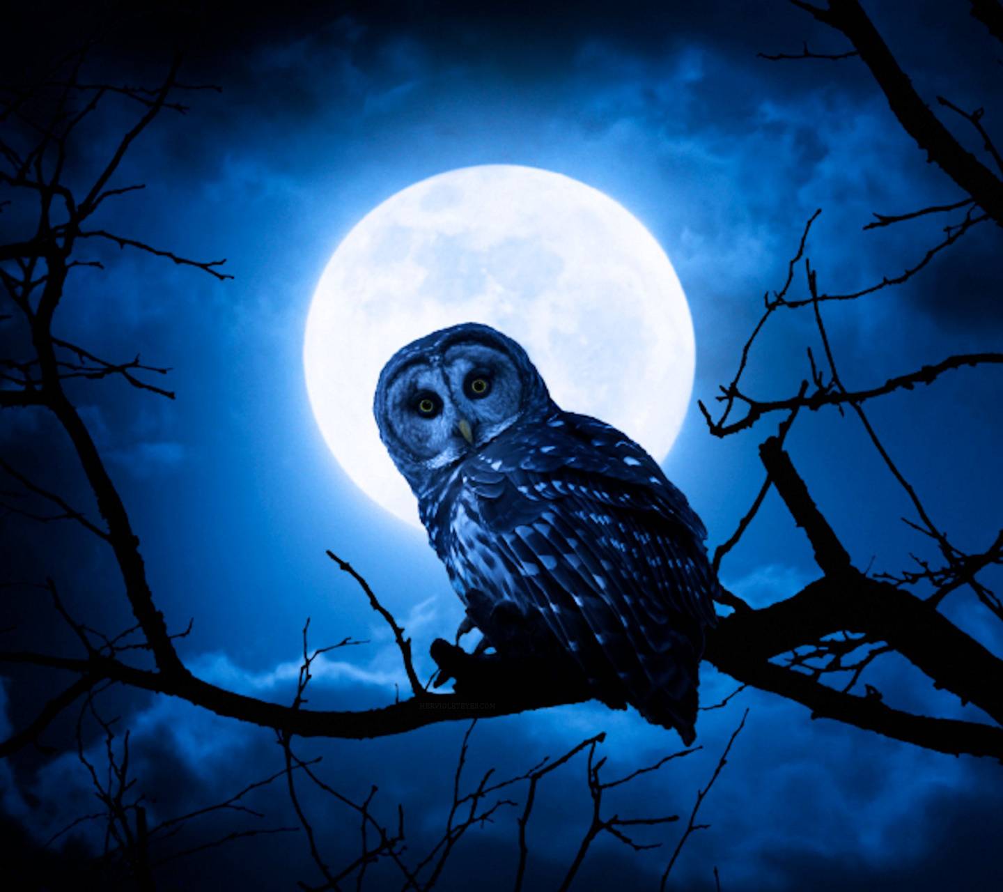 Blue Owl Wallpapers