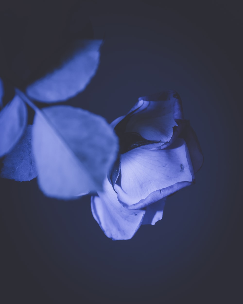 Blue Rose Wallpapers