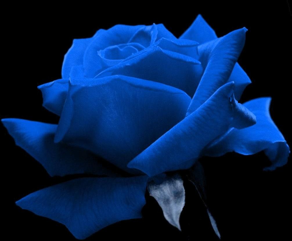 Blue Rose Wallpapers