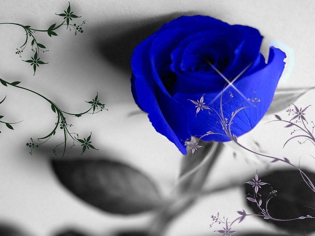 Blue Rose Wallpapers