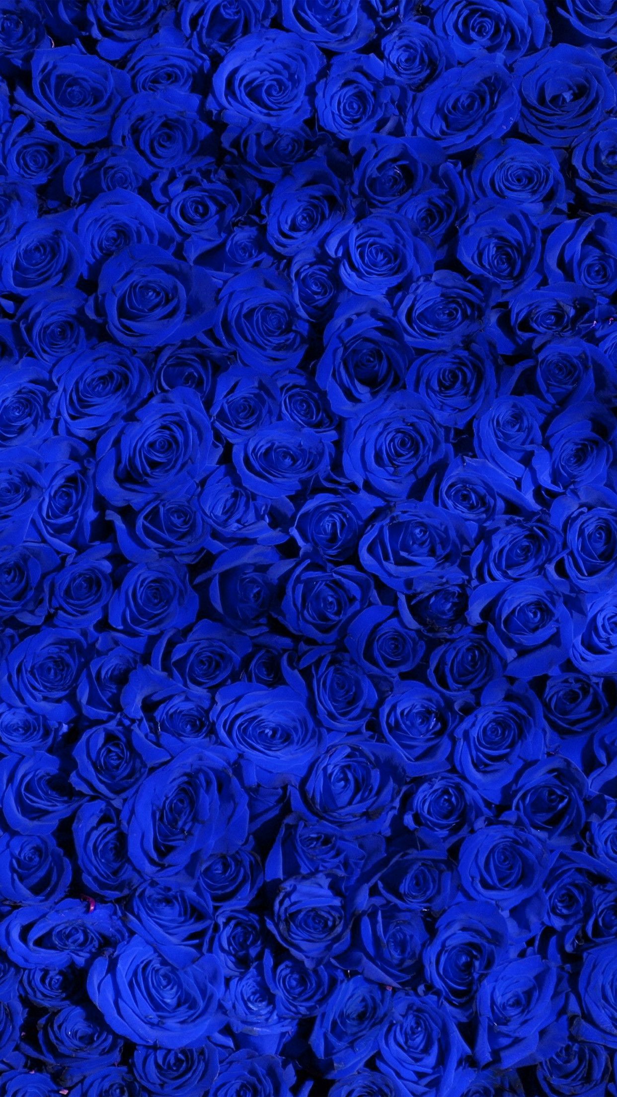 Blue Roses Aesthetic Wallpapers