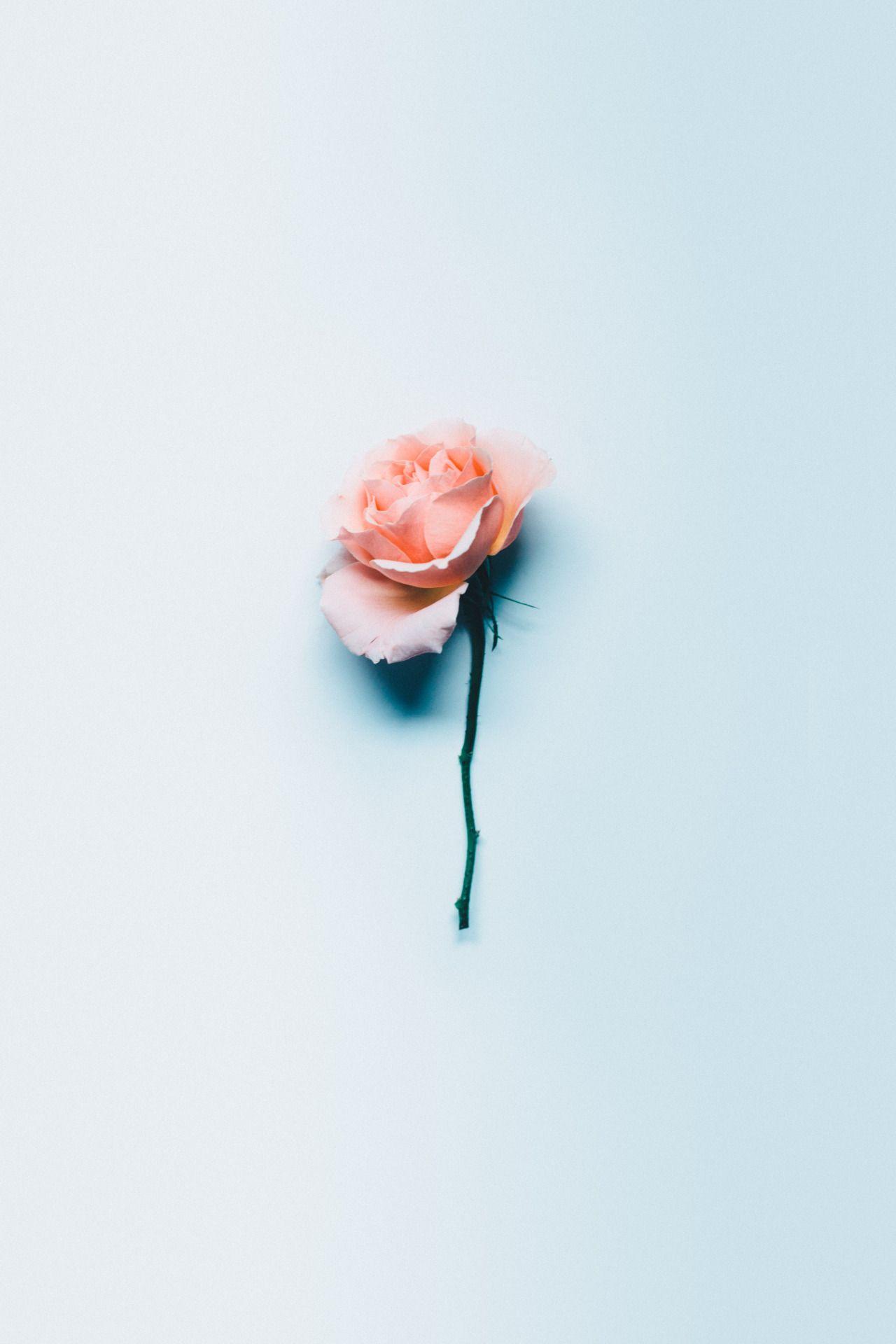 Blue Roses Aesthetic Wallpapers