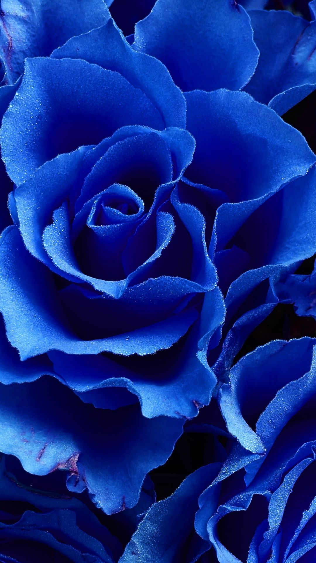 Blue Roses Aesthetic Wallpapers