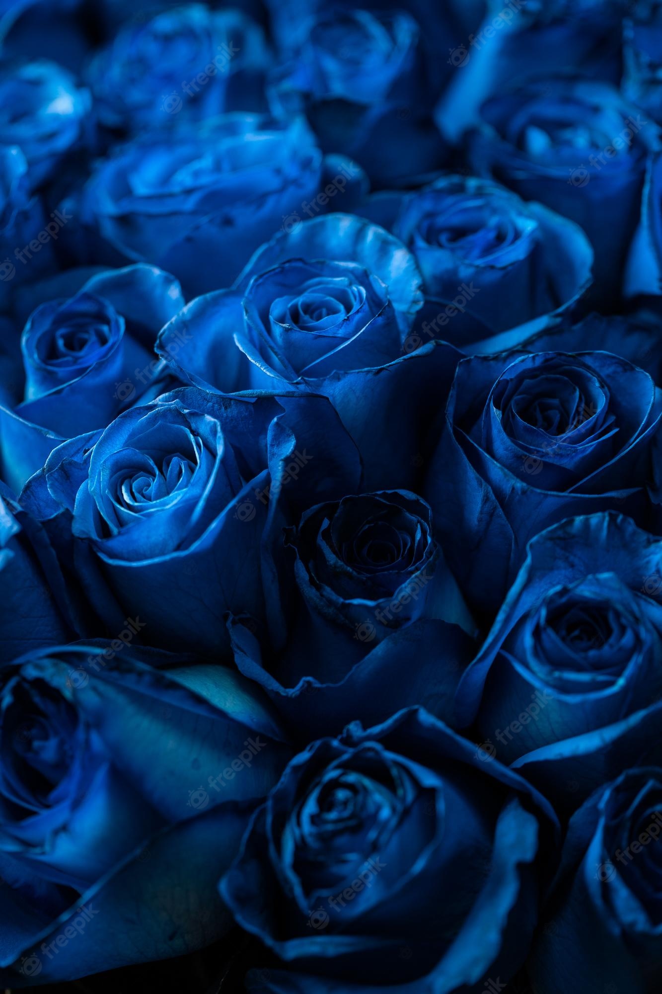 Blue Roses Aesthetic Wallpapers