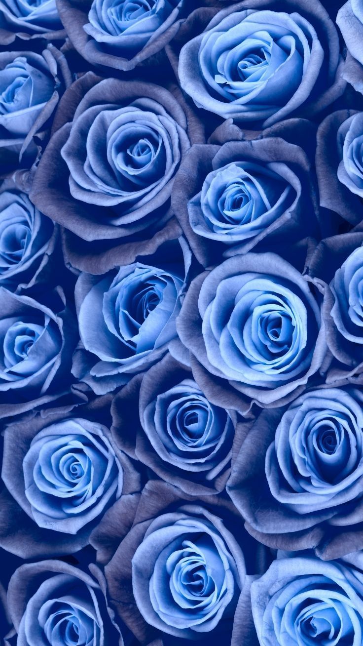 Blue Roses Wallpapers