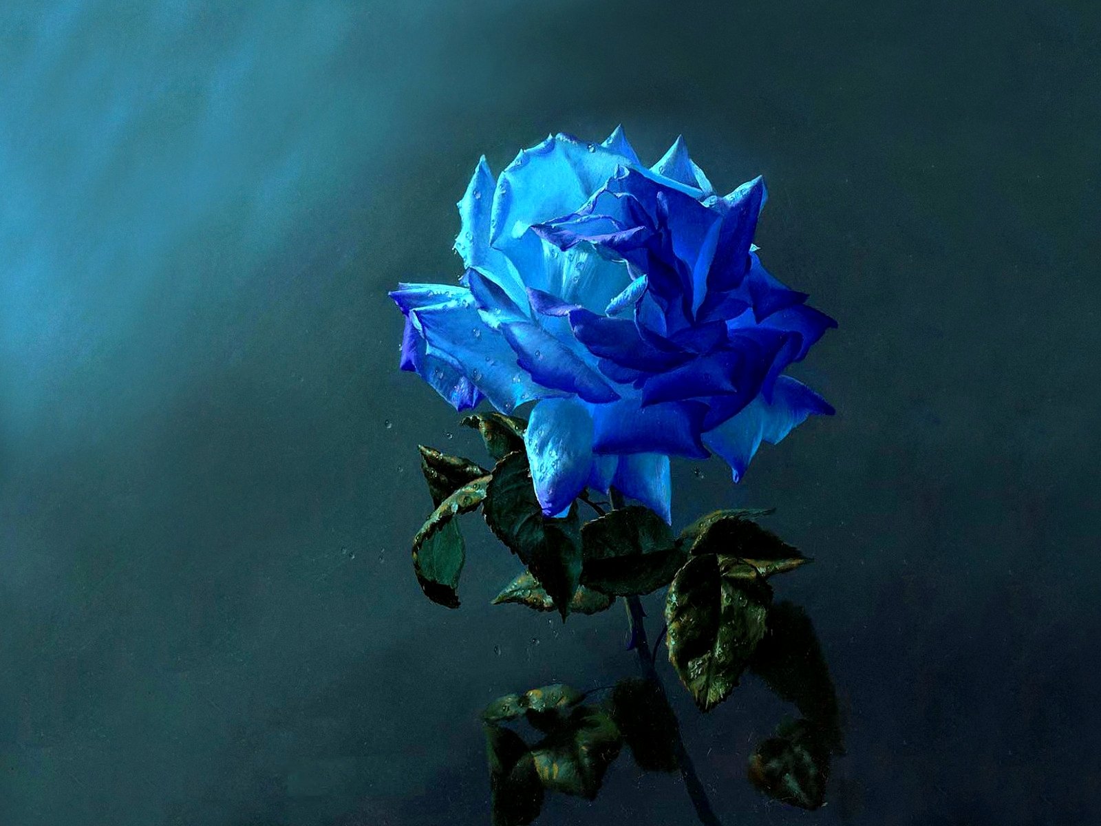 Blue Roses Wallpapers