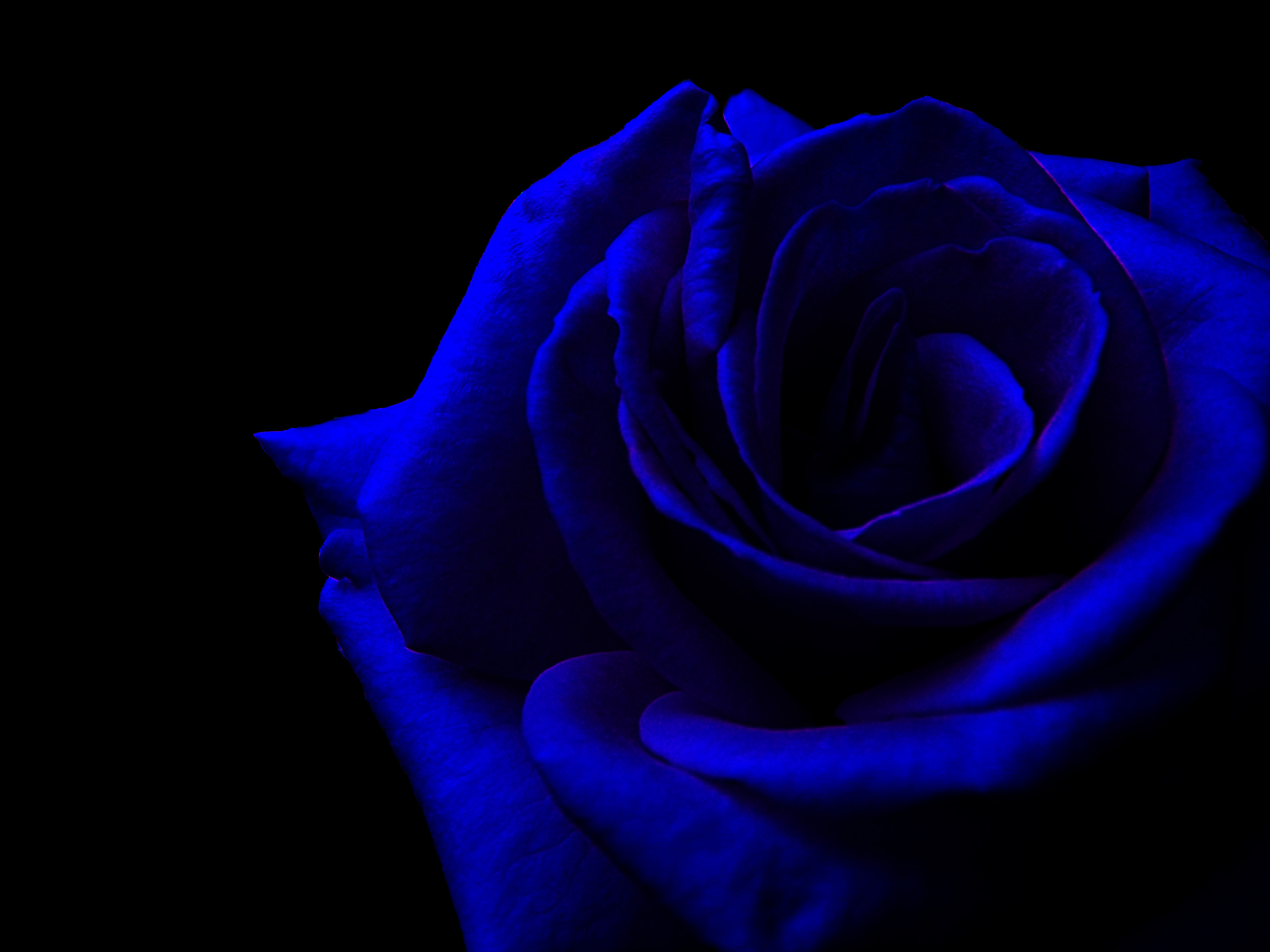 Blue Roses Wallpapers