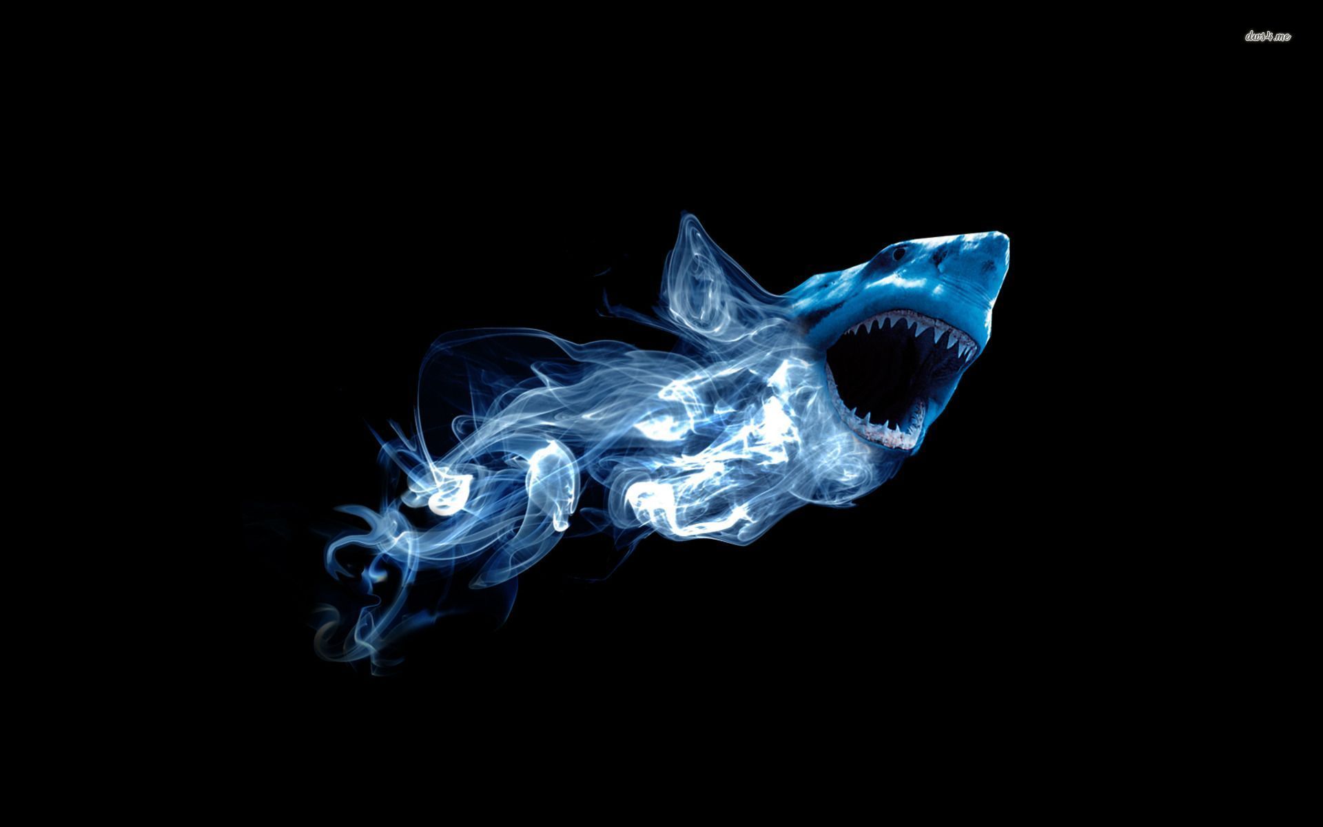 Blue Shark Wallpapers