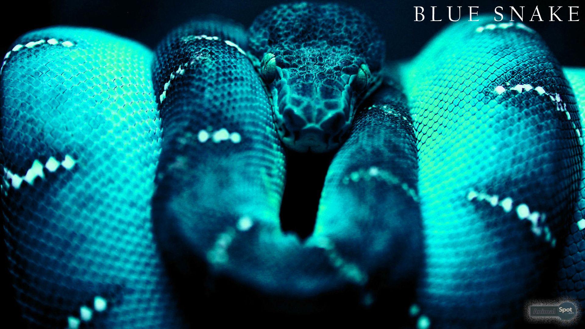 Blue Snake Wallpapers