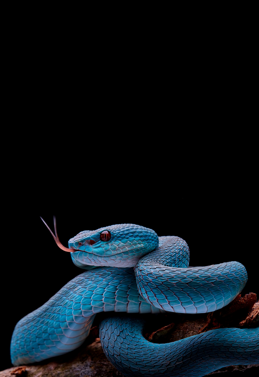 Blue Snake Wallpapers