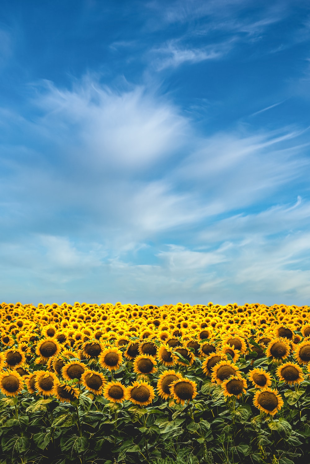 Blue Sunflower Wallpapers