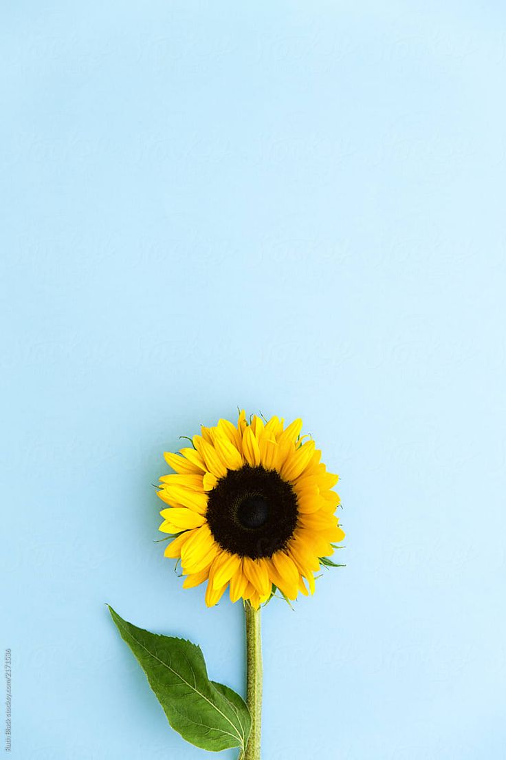 Blue Sunflower Wallpapers