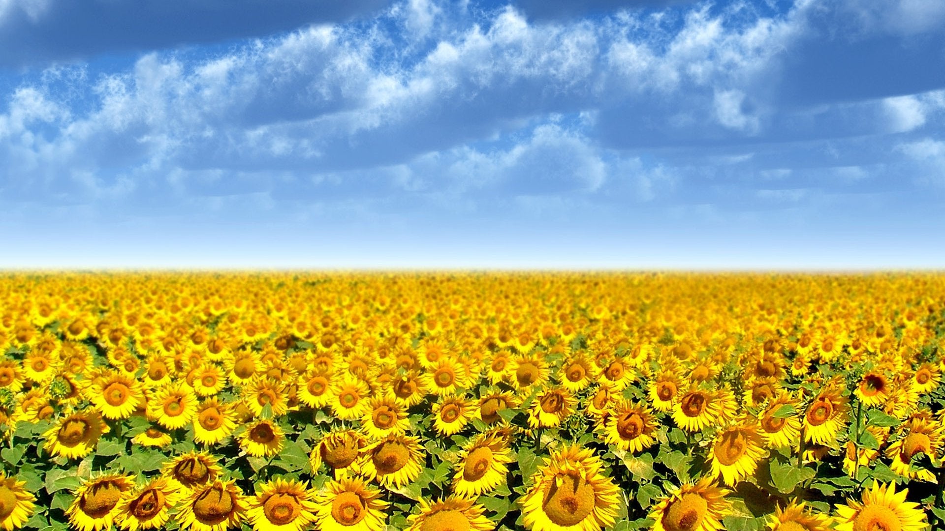 Blue Sunflower Wallpapers