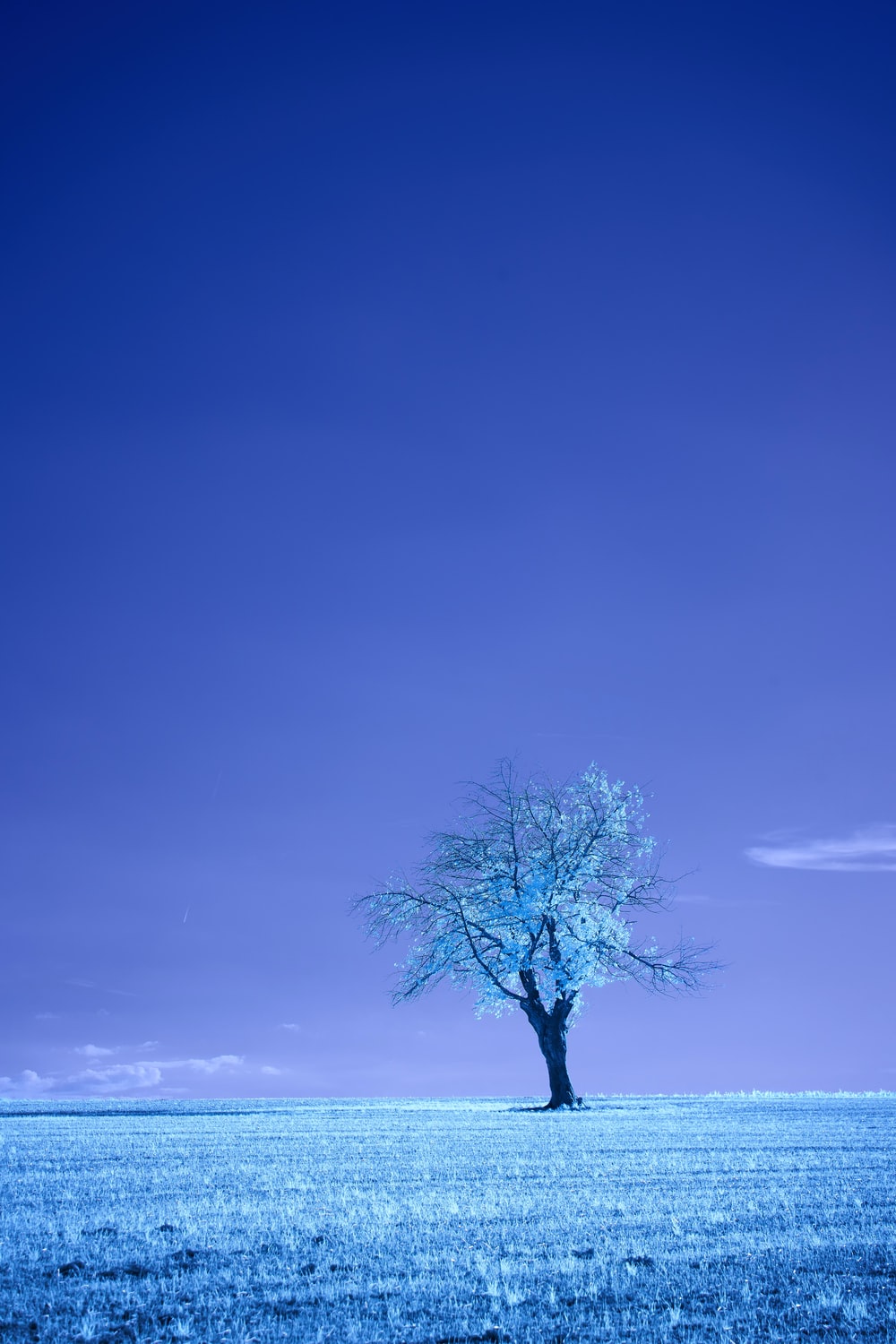 Blue Trees Wallpapers - Most Popular Blue Trees Wallpapers Backgrounds