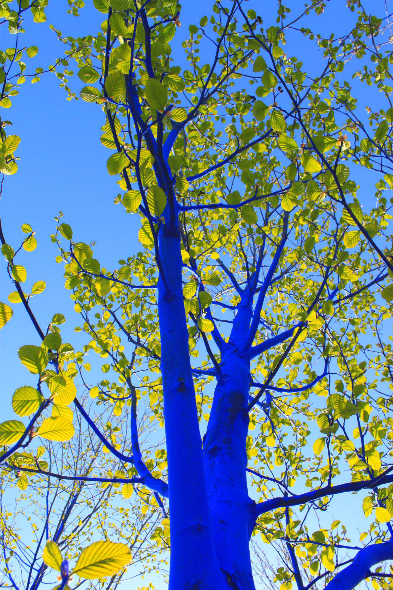 Blue Trees Wallpapers