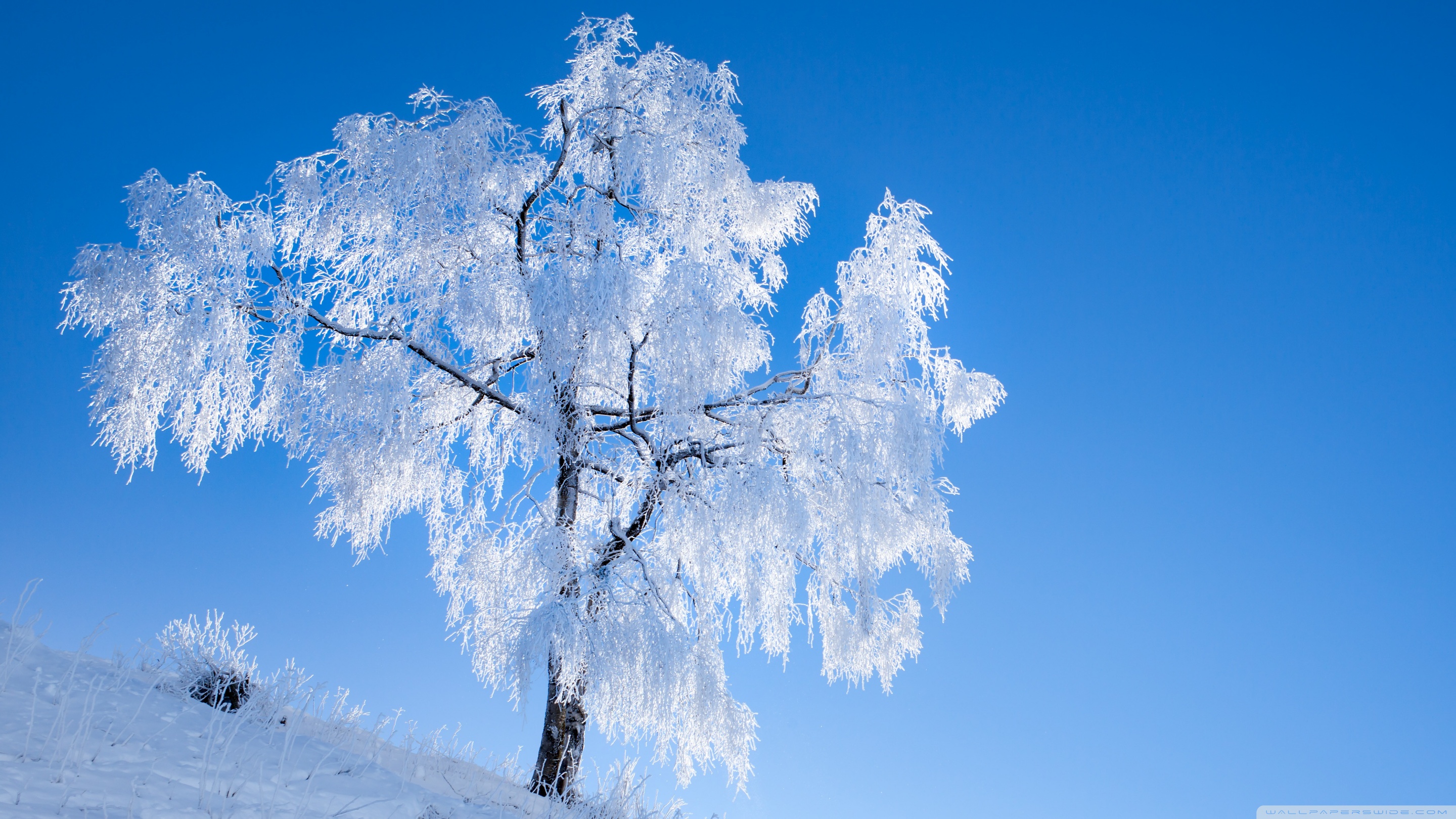 Blue Trees Wallpapers