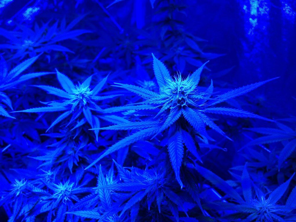 Blue Weed Wallpapers