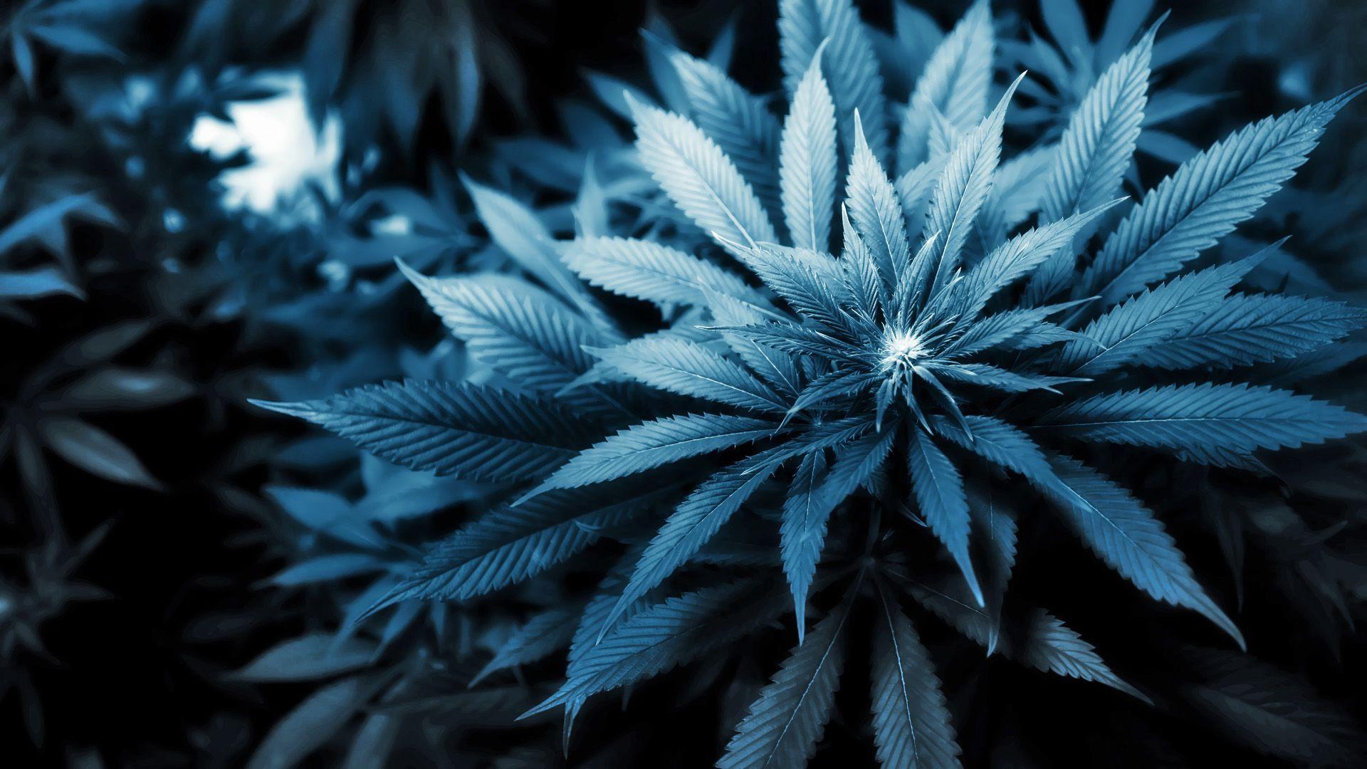 Blue Weed Wallpapers