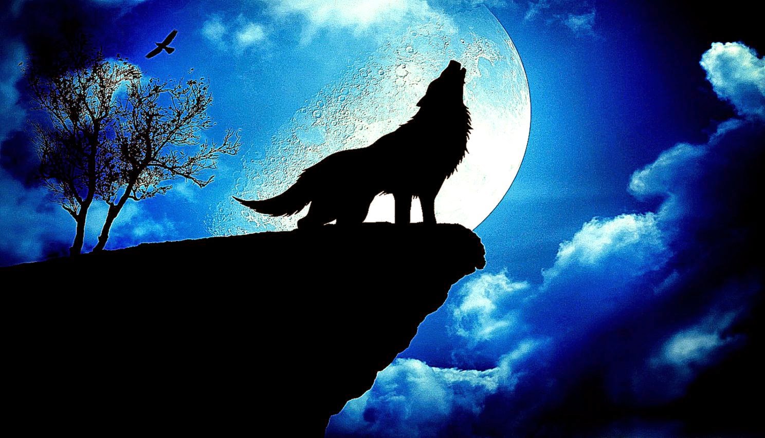 Blue Wolf Wallpapers