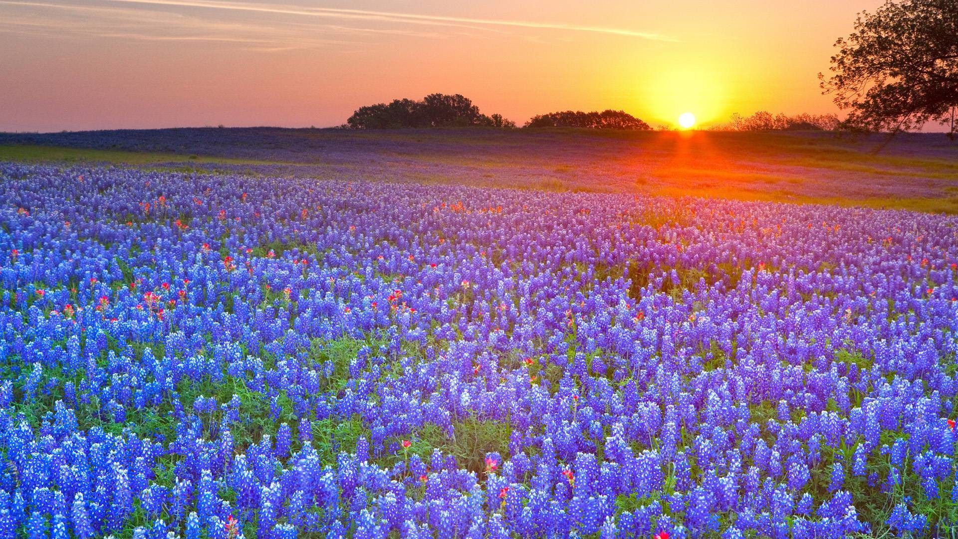 Bluebonnets Wallpapers