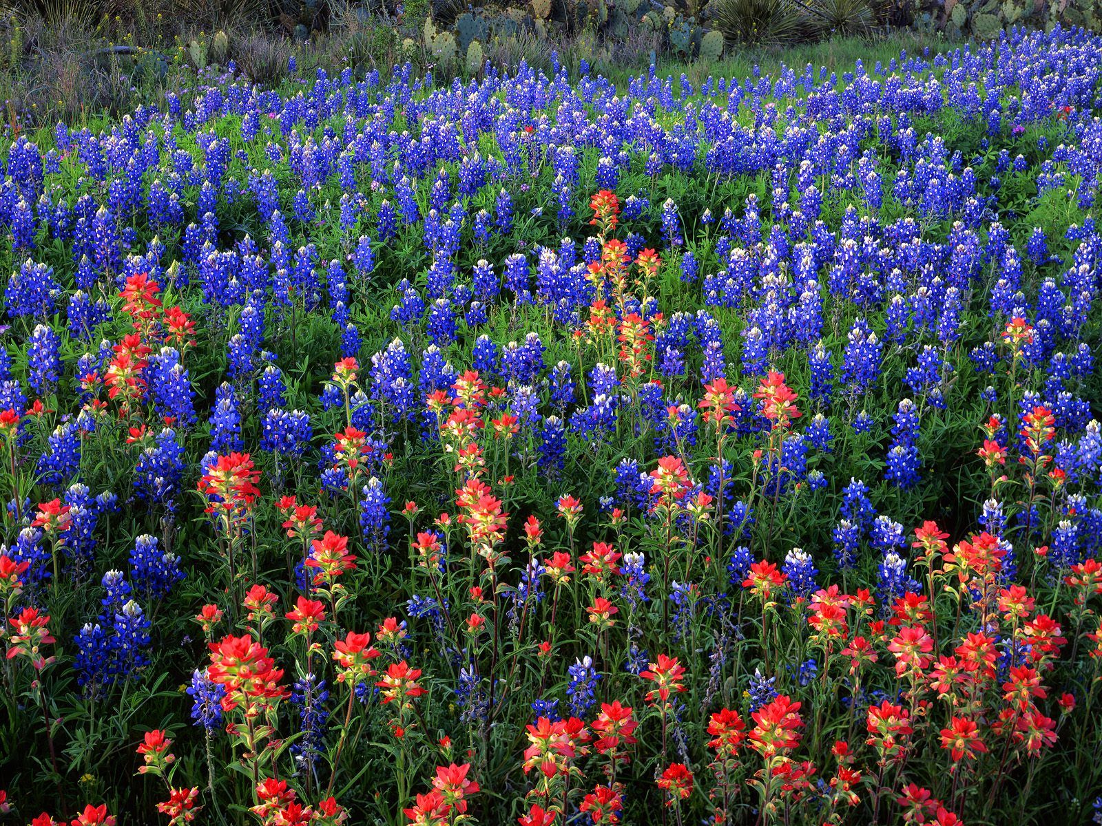 Bluebonnets Wallpapers