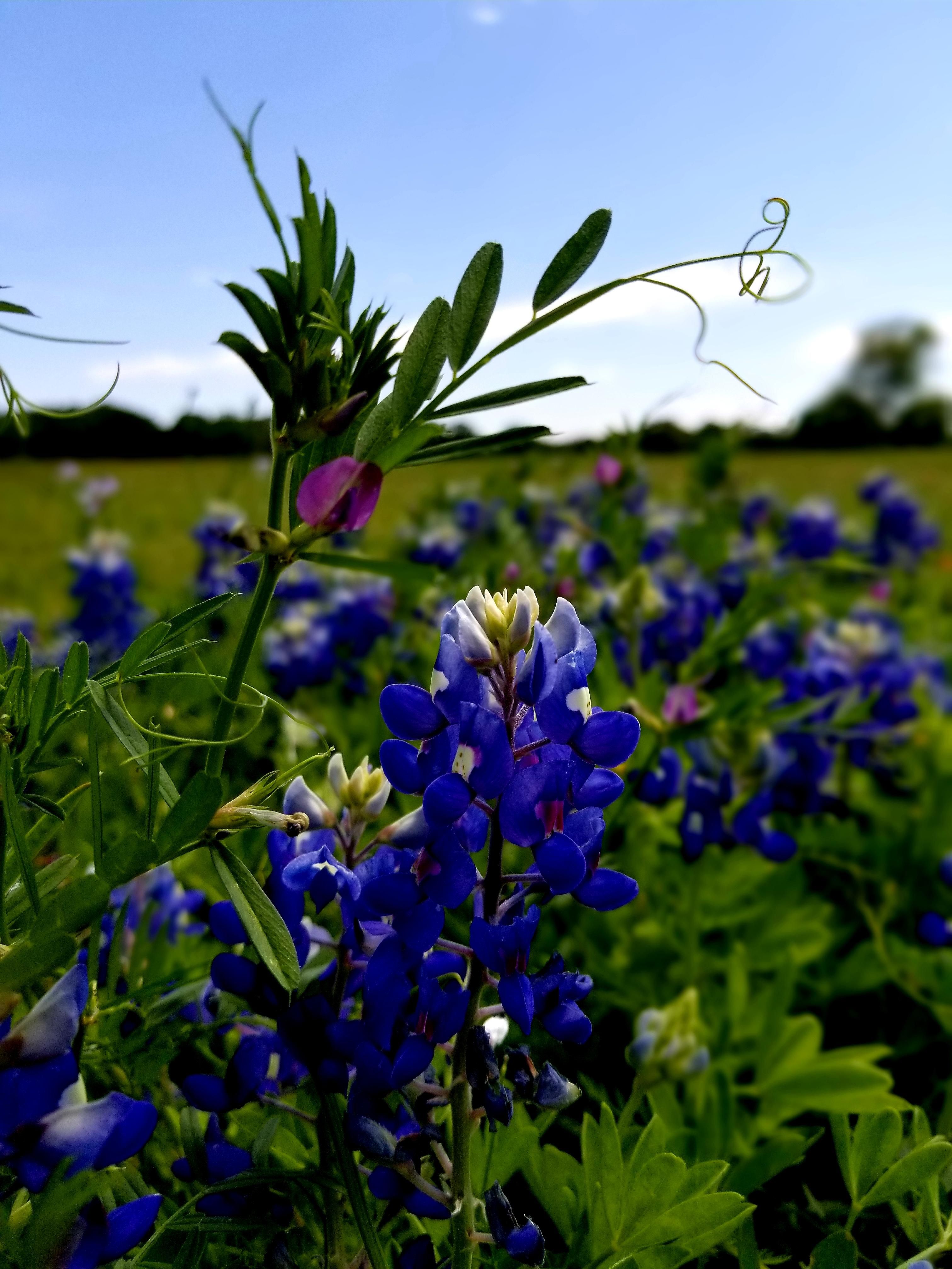 Bluebonnets Wallpapers