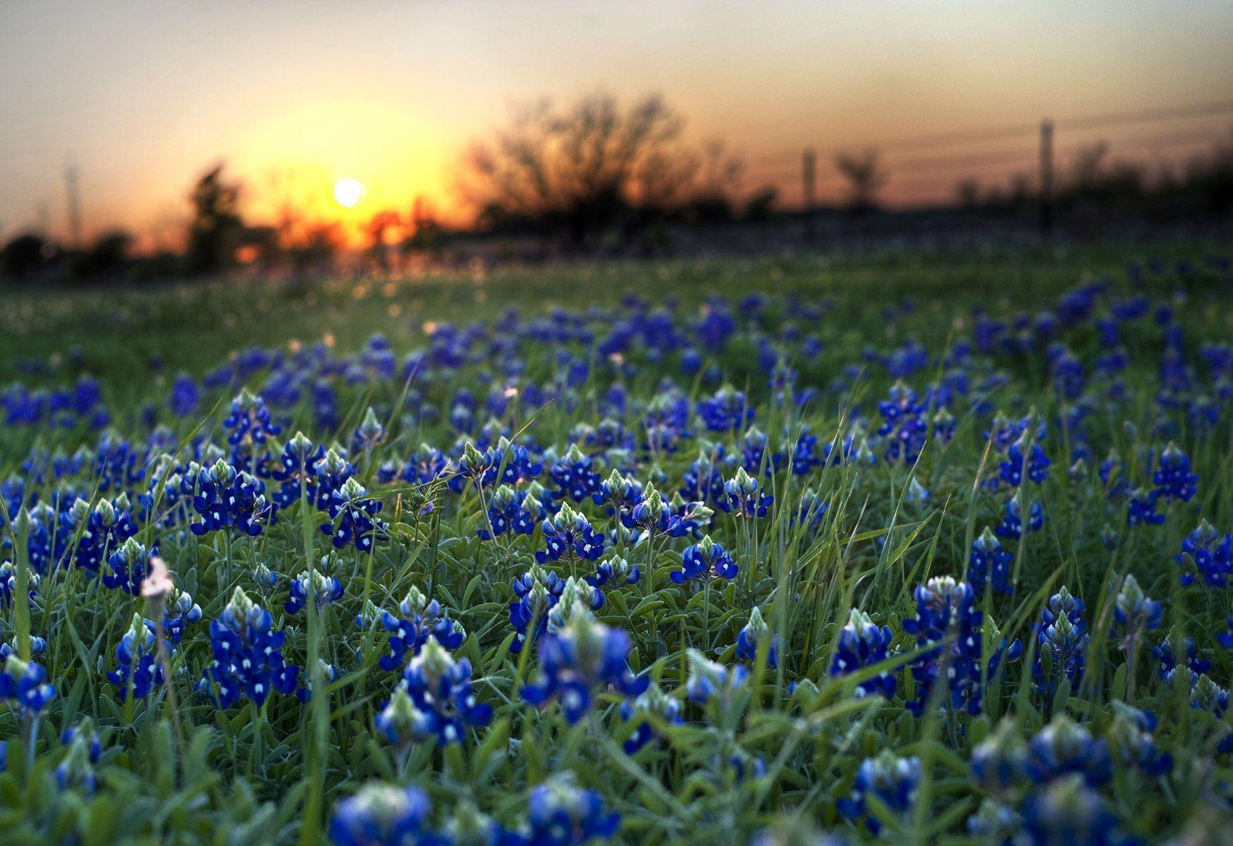 Bluebonnets Wallpapers