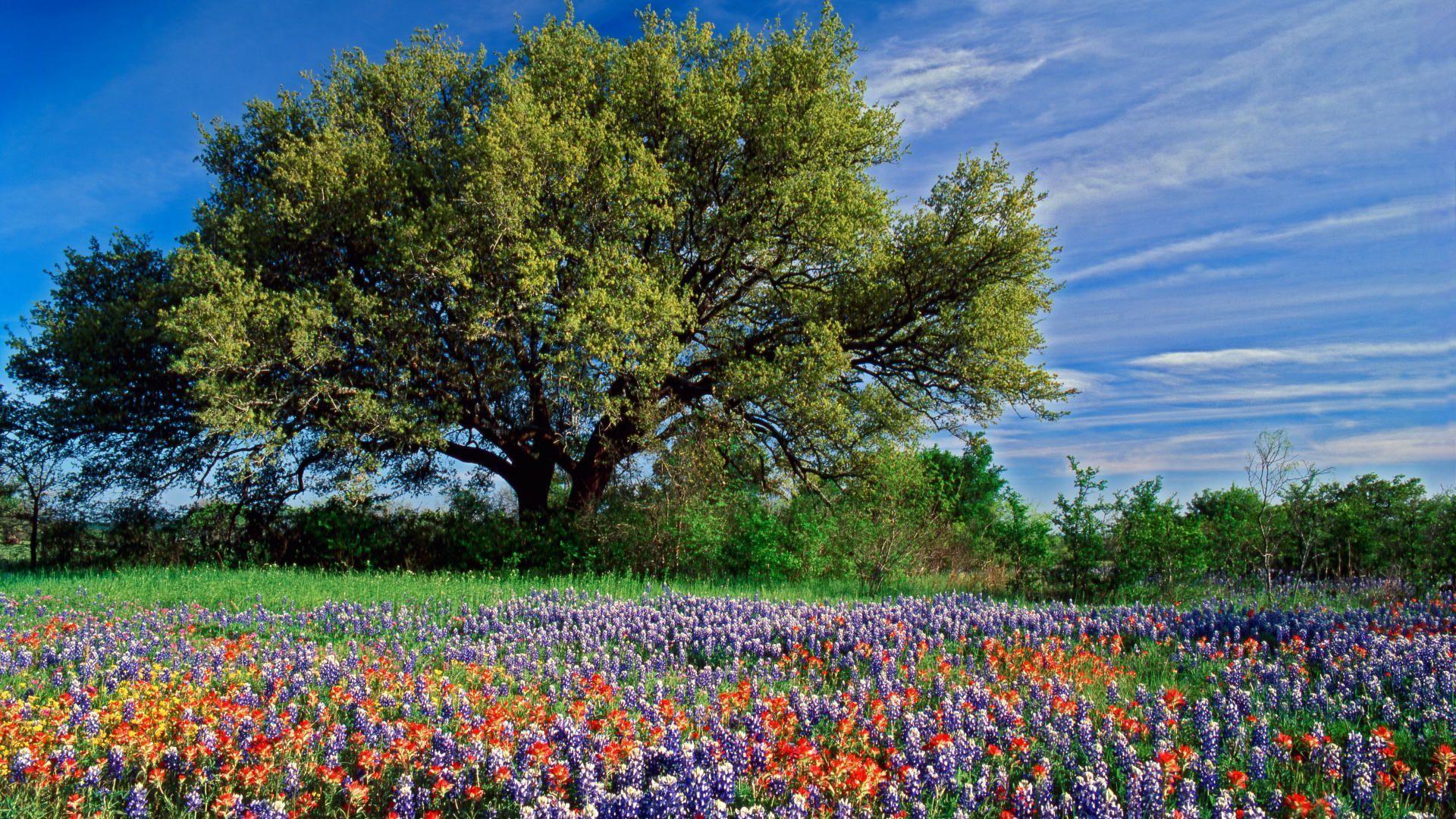 Bluebonnets Wallpapers