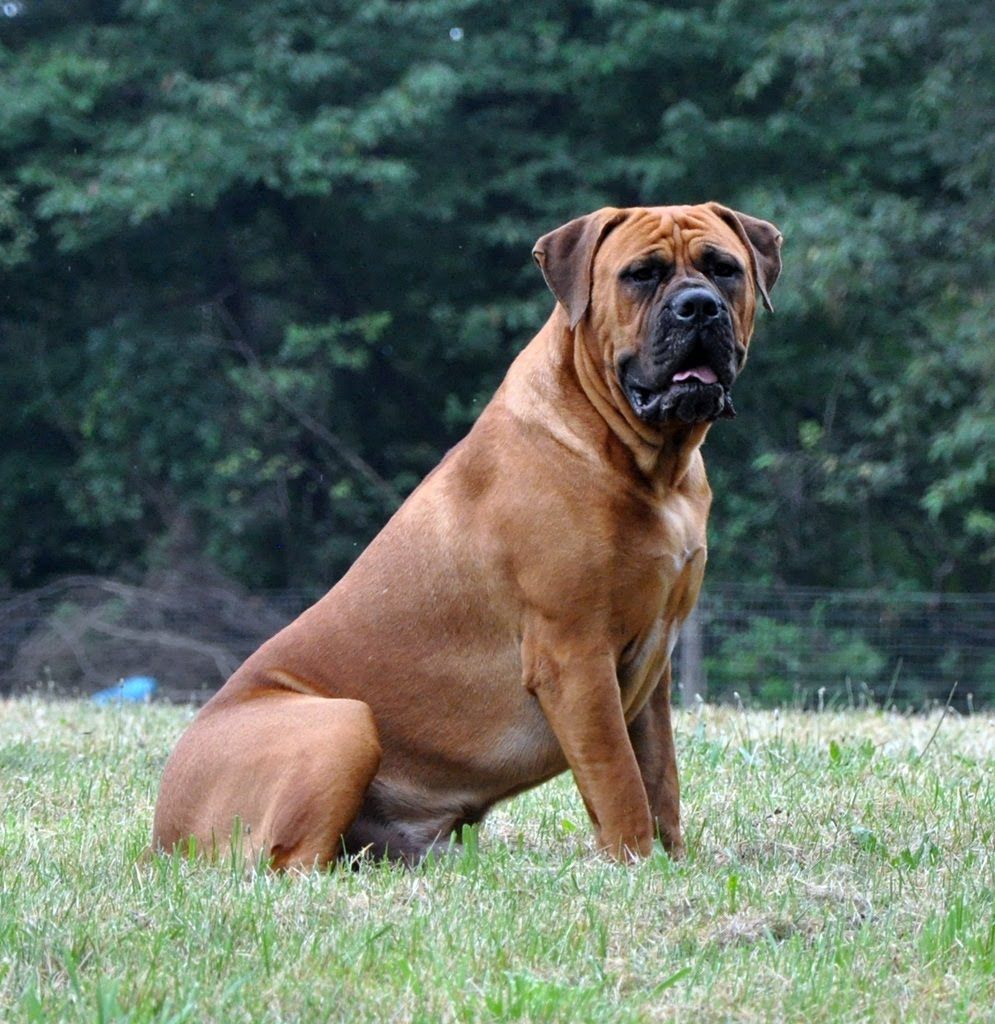 Boerboel Pics Wallpapers