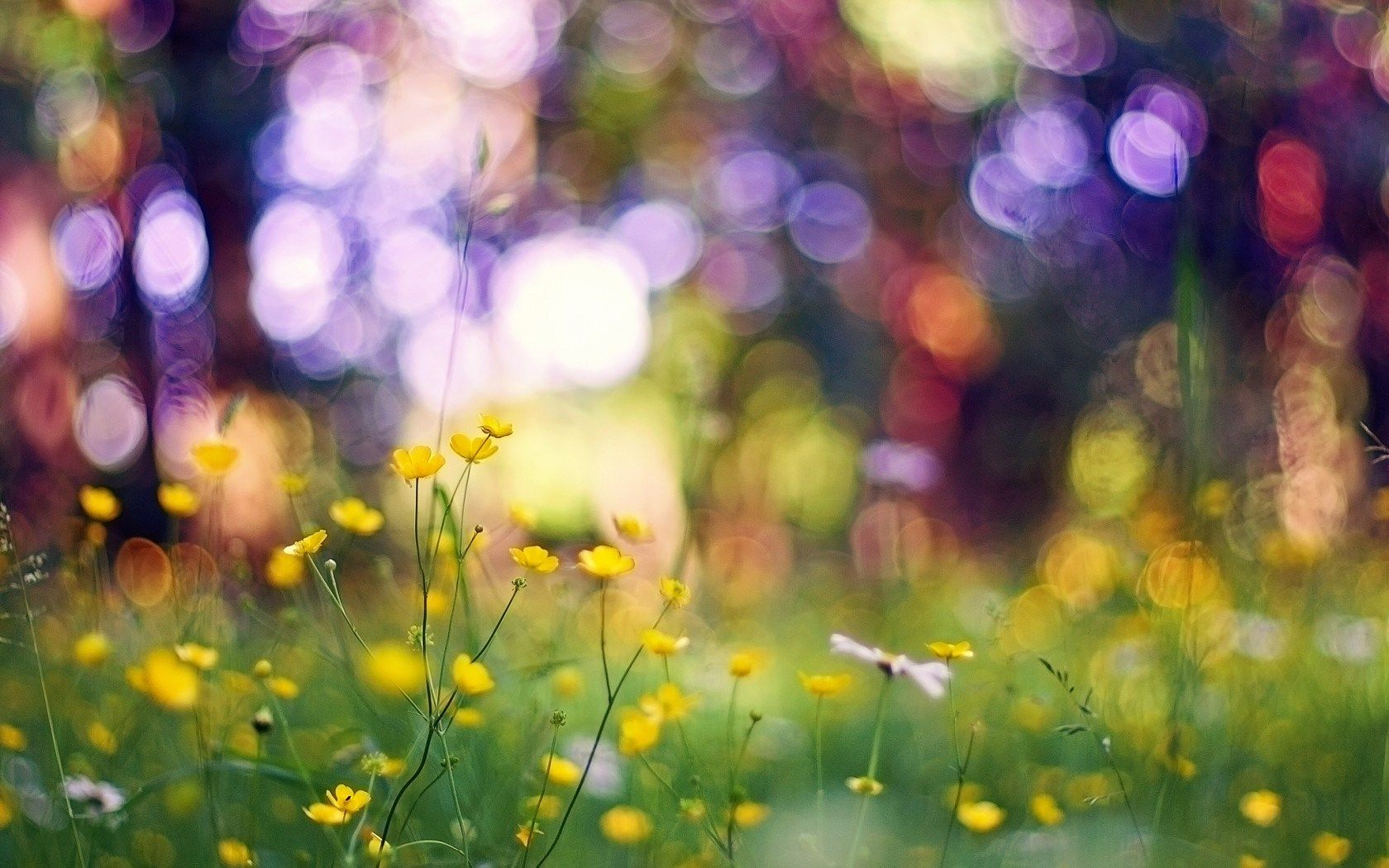 Bokeh Nature Wallpapers