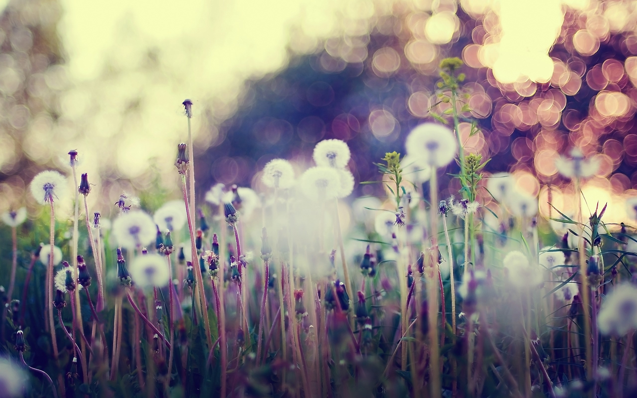 Bokeh Nature Wallpapers