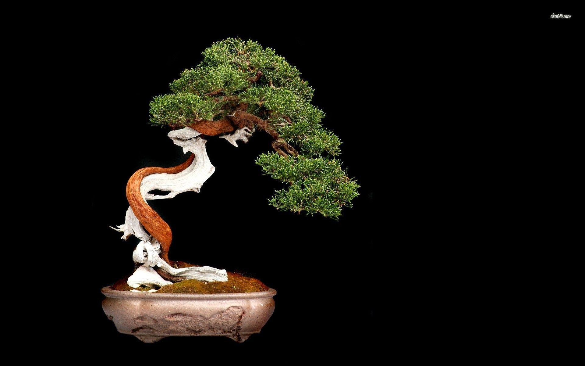 Bonsai Tree Iphone Wallpapers