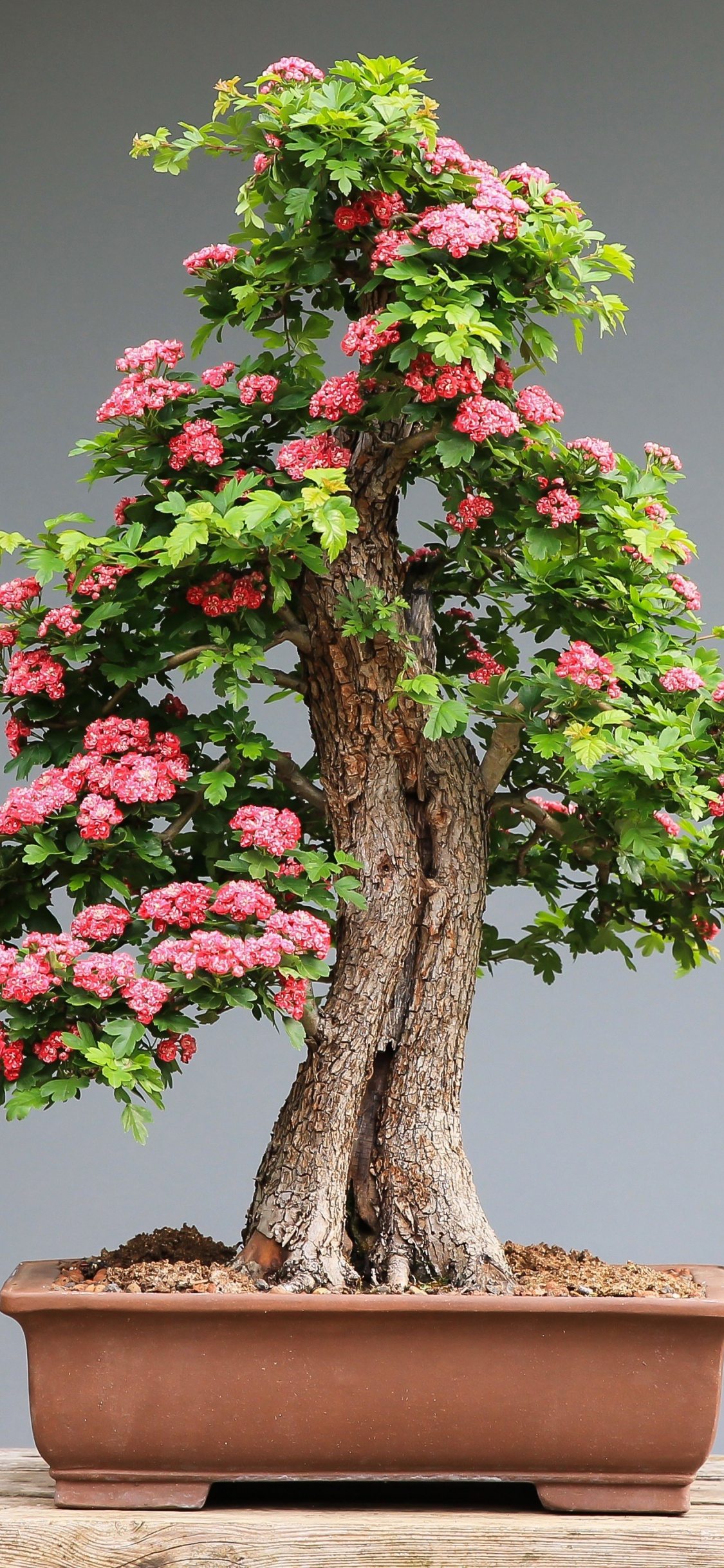 Bonsai Tree Iphone Wallpapers