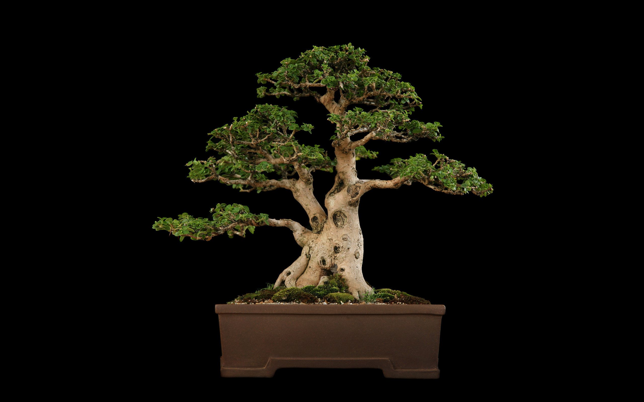 Bonsai Tree Iphone Wallpapers