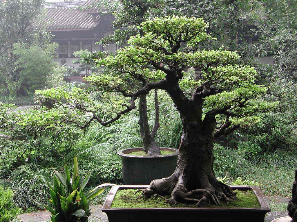 Bonsai Tree Iphone Wallpapers