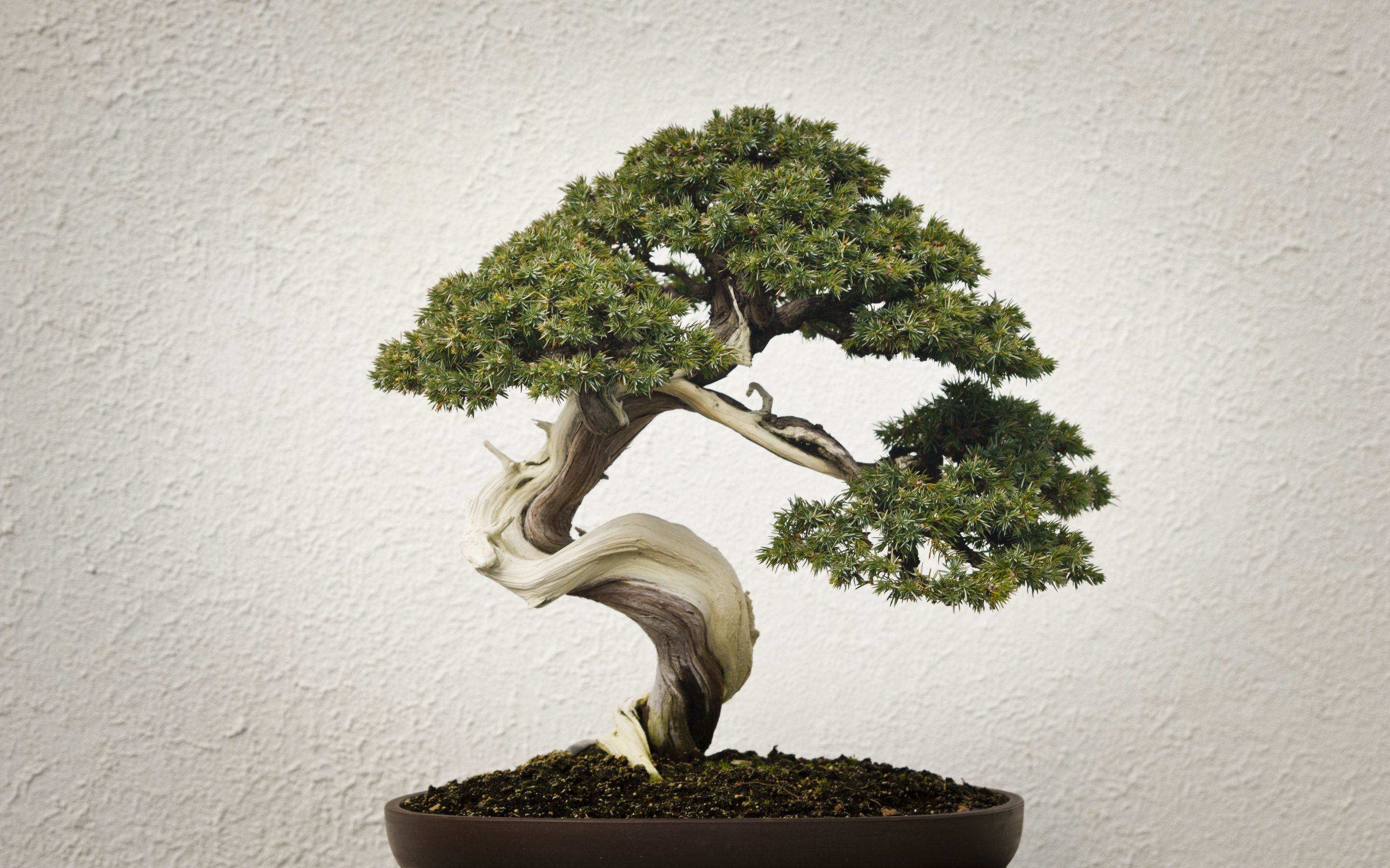 Bonsai Tree Iphone Wallpapers