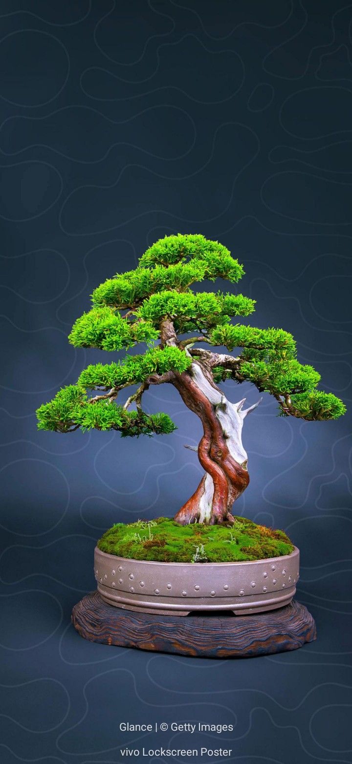 Bonsai Tree Iphone Wallpapers