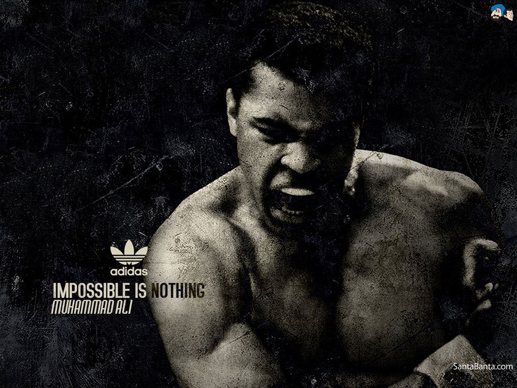 Boxer Screensavers Wallpapers