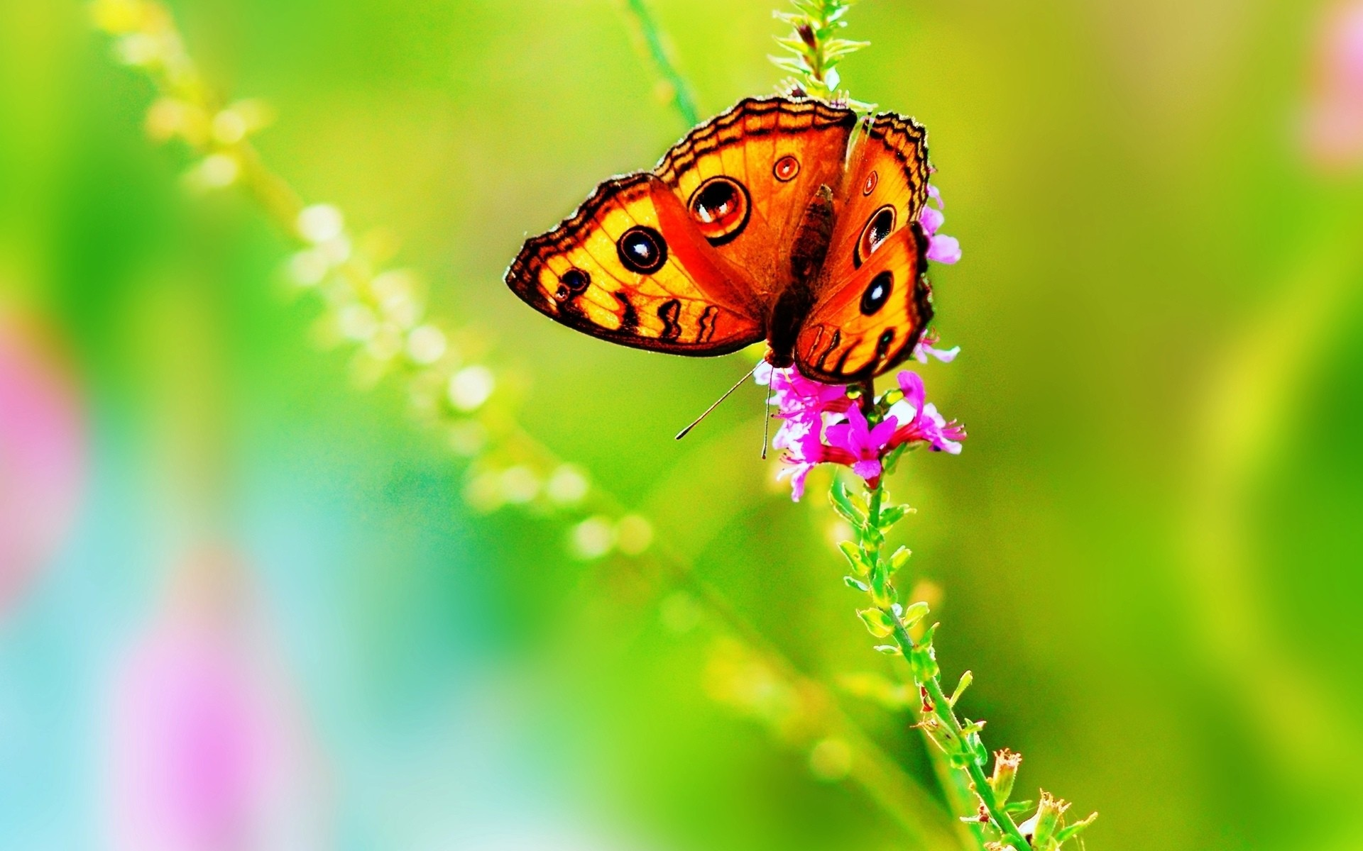 Bright Butterfly Wallpapers