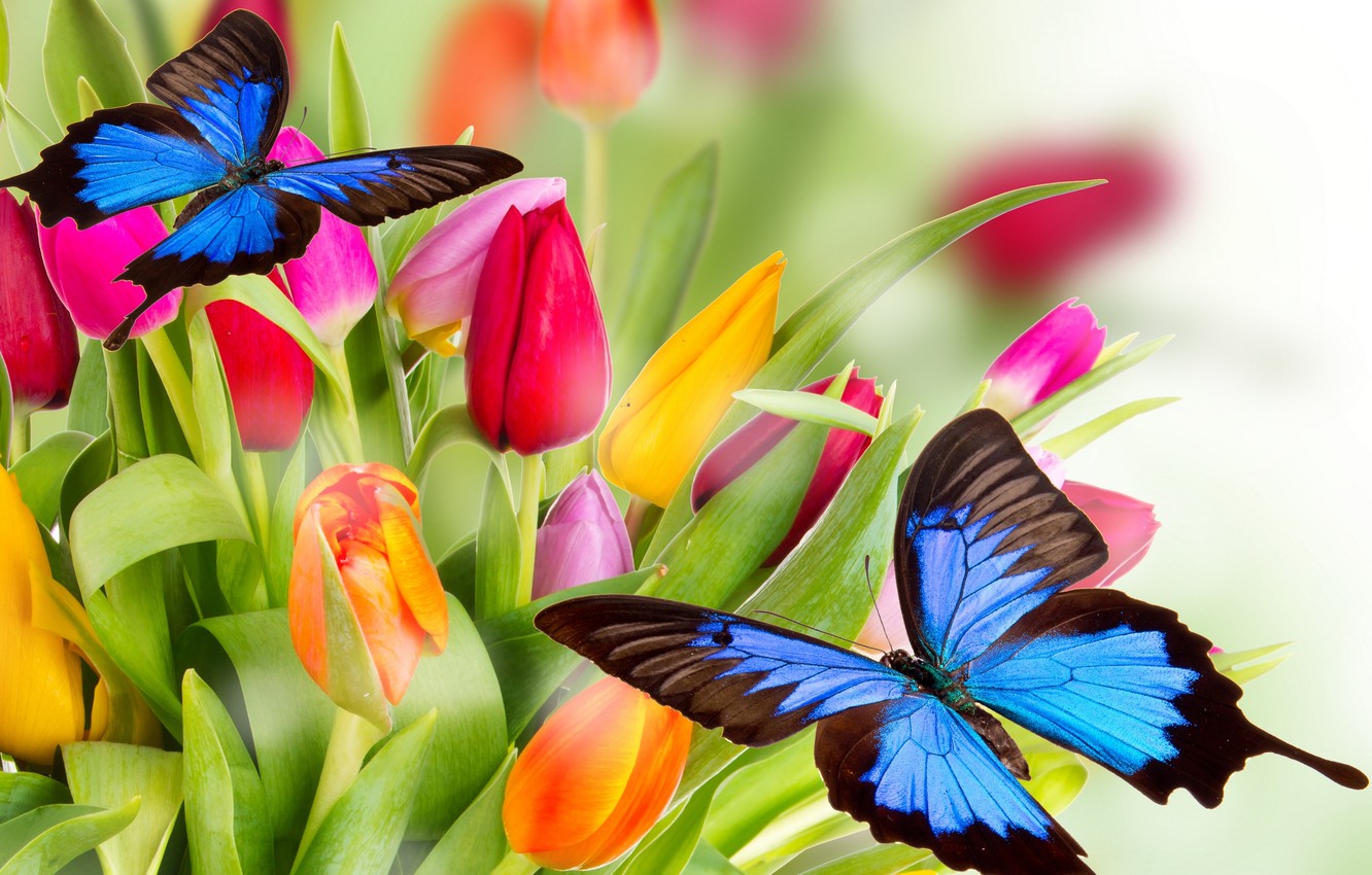 Bright Butterfly Wallpapers