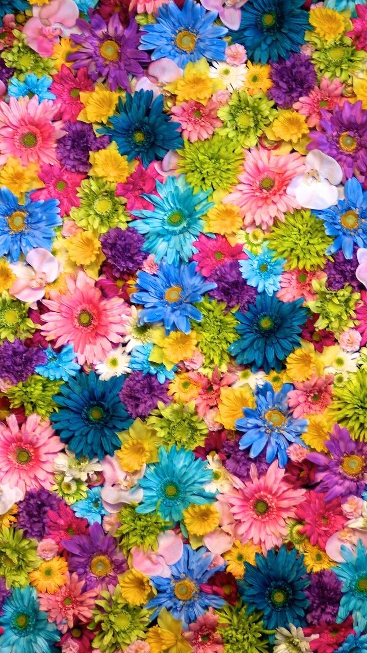 Bright Flowers Wallpapers