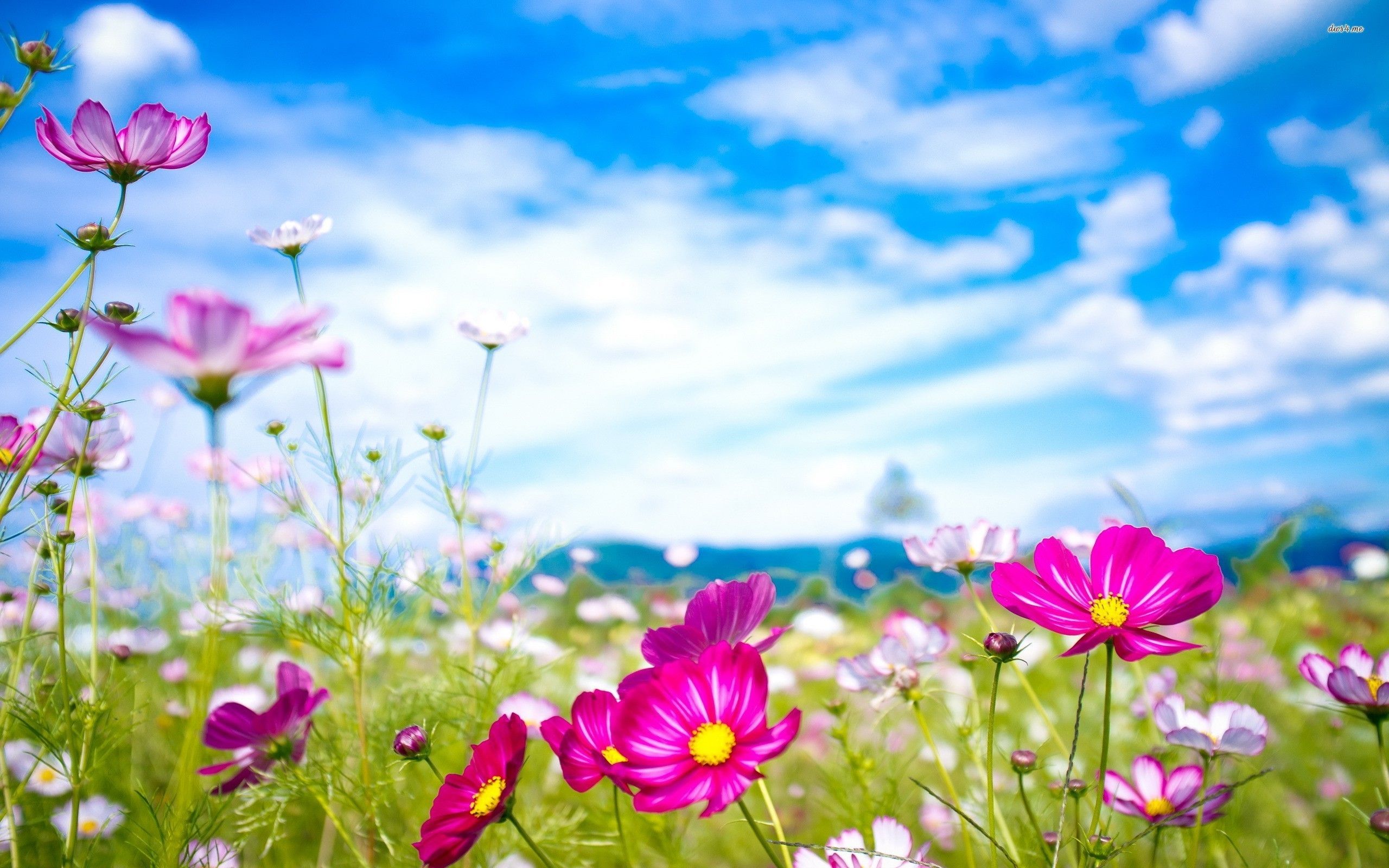 Bright Flowers Wallpapers