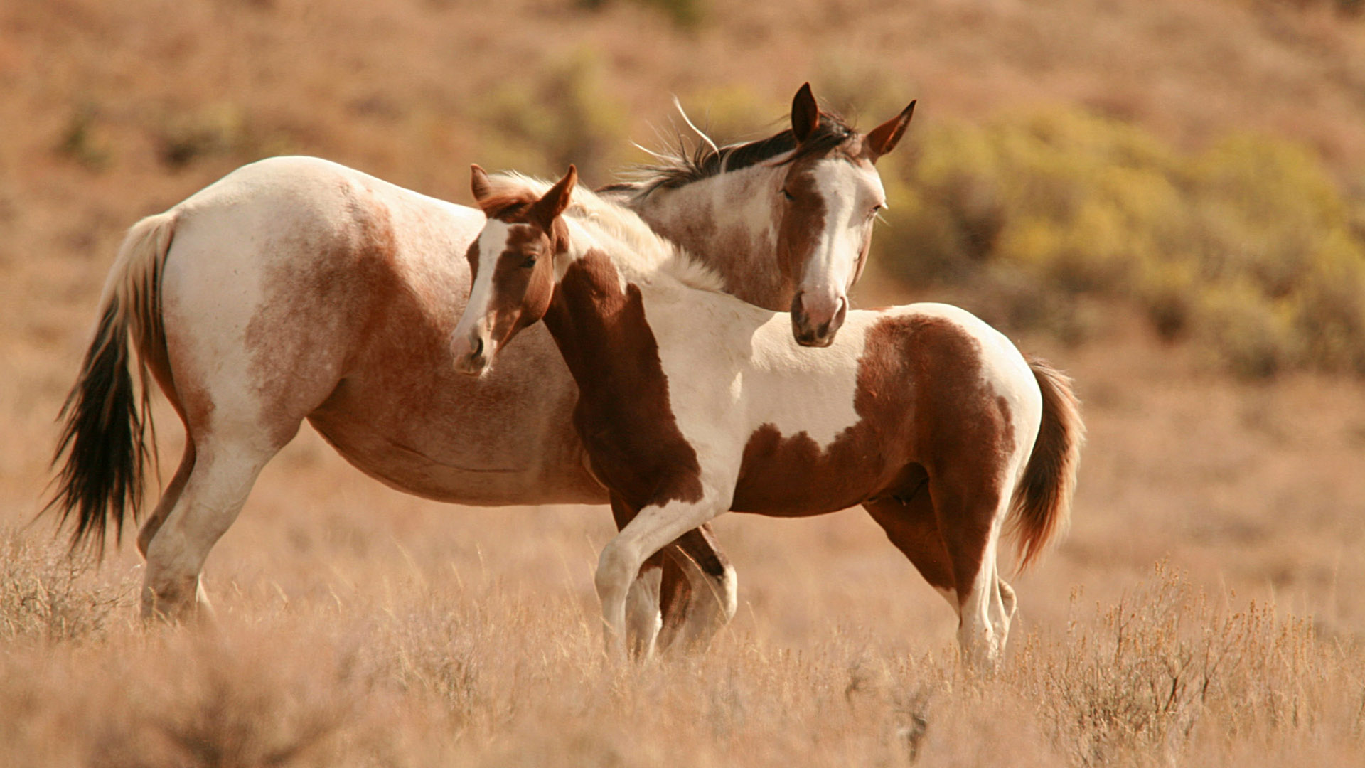 Brown And White Wallpapers