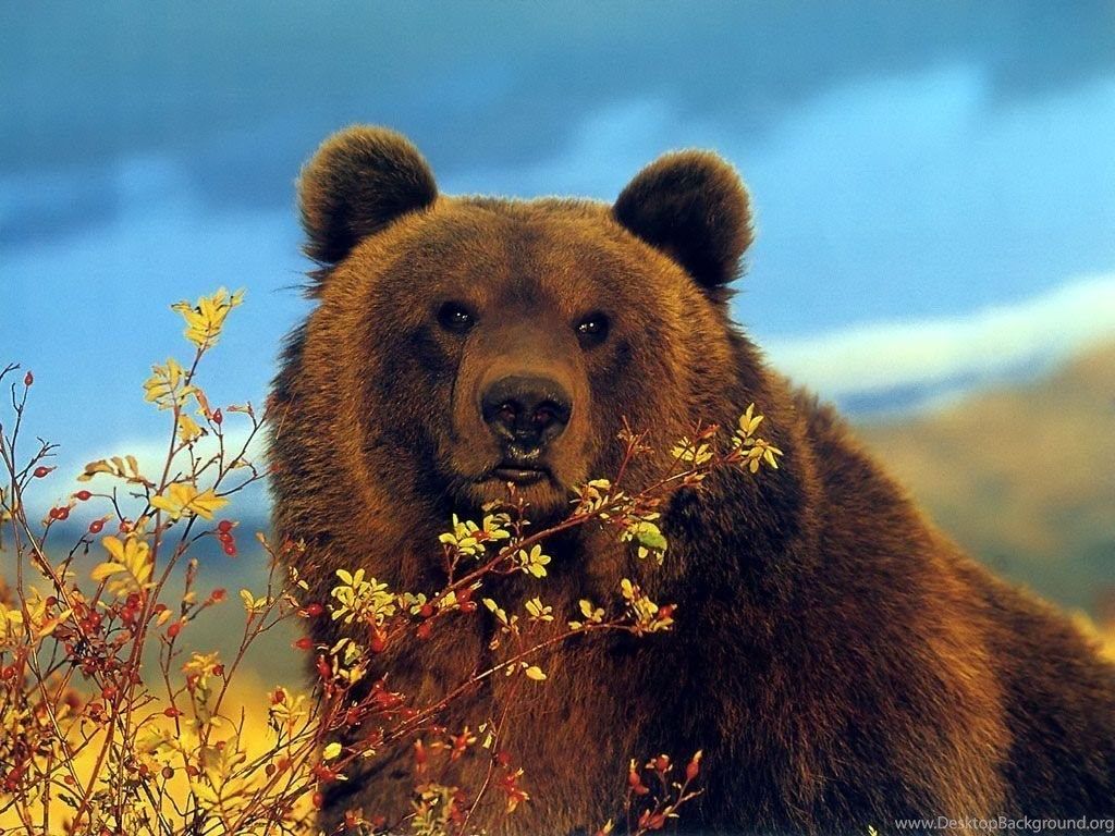 Brown Bear Wallpapers