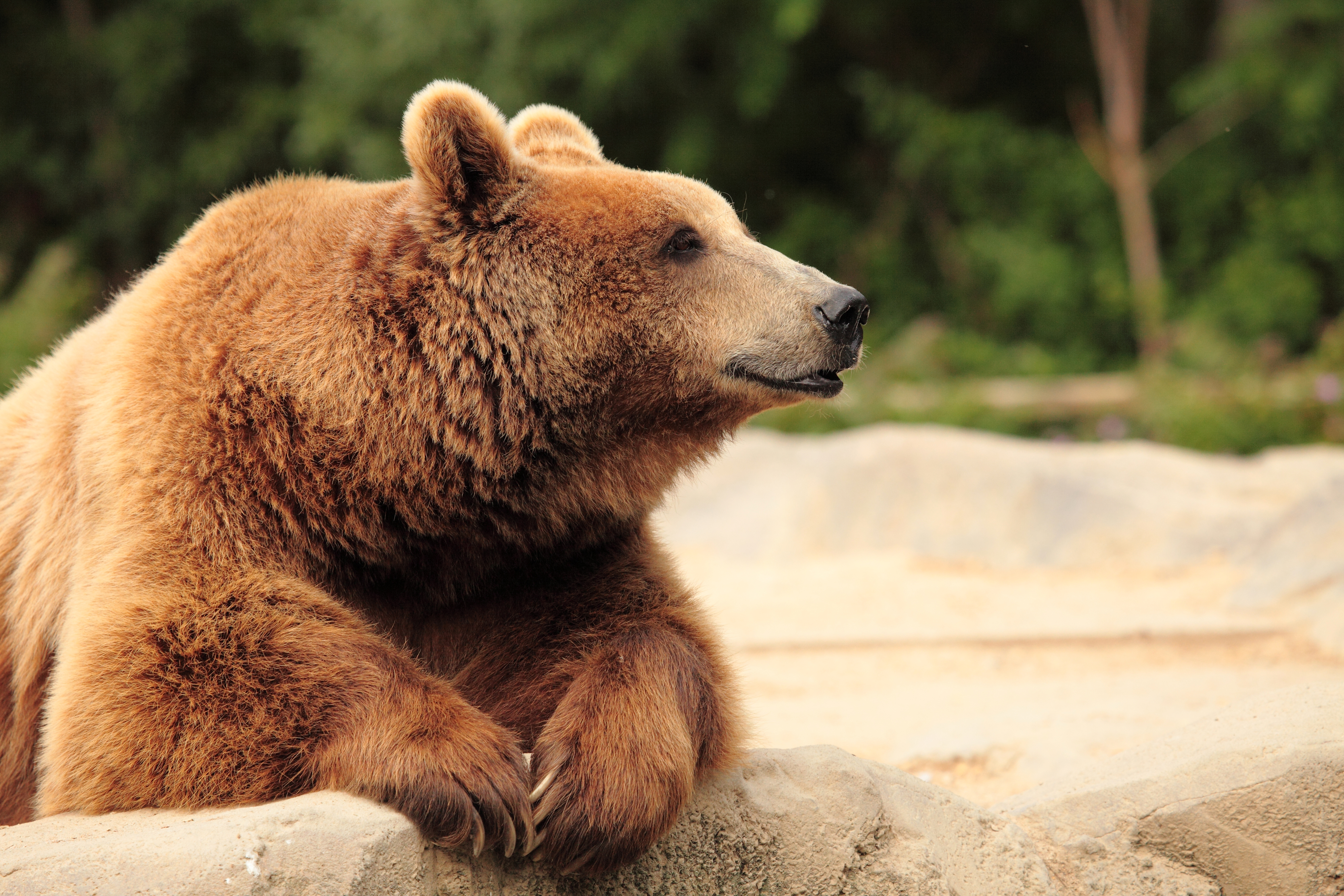 Brown Bear Wallpapers