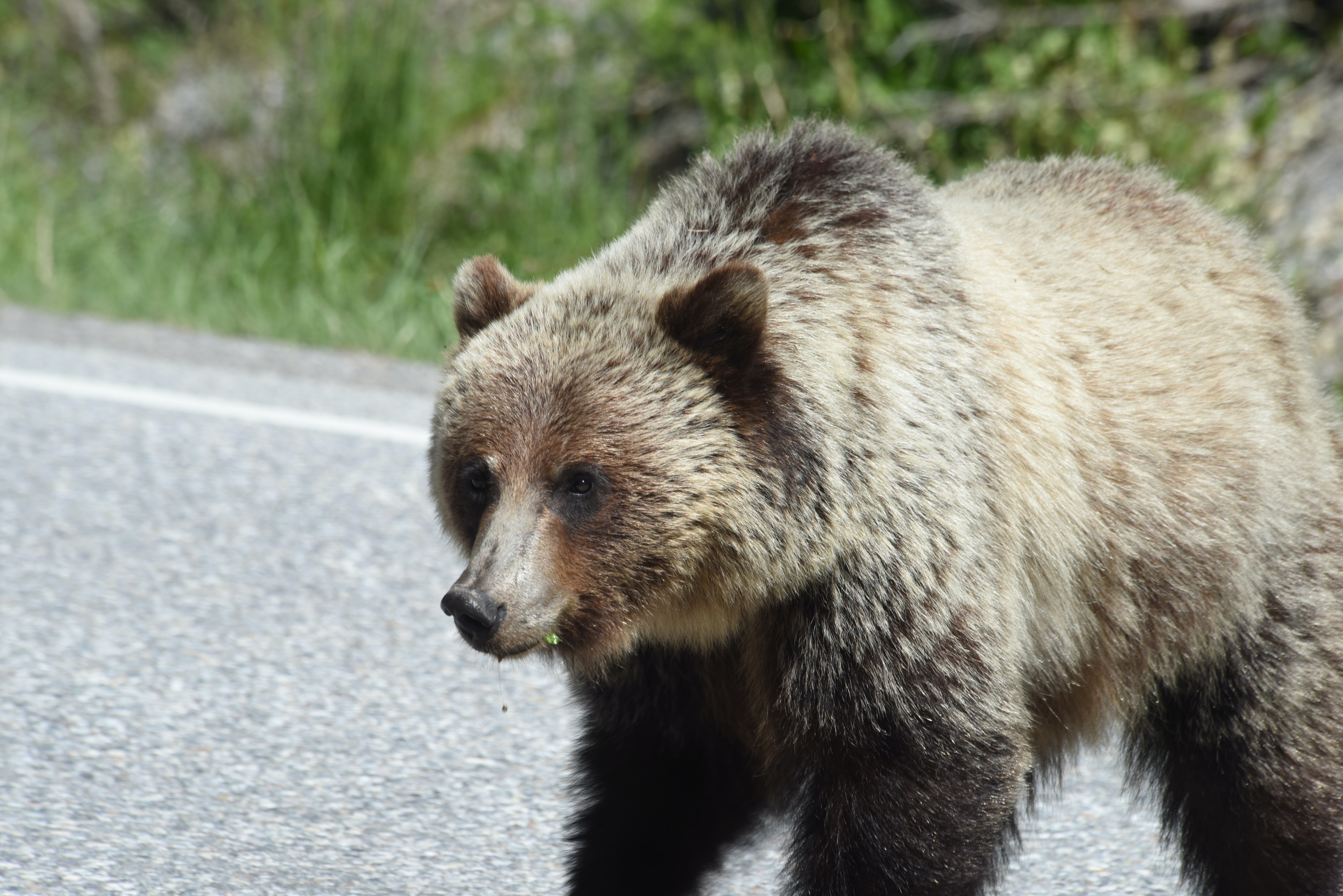 Brown Bear Wallpapers