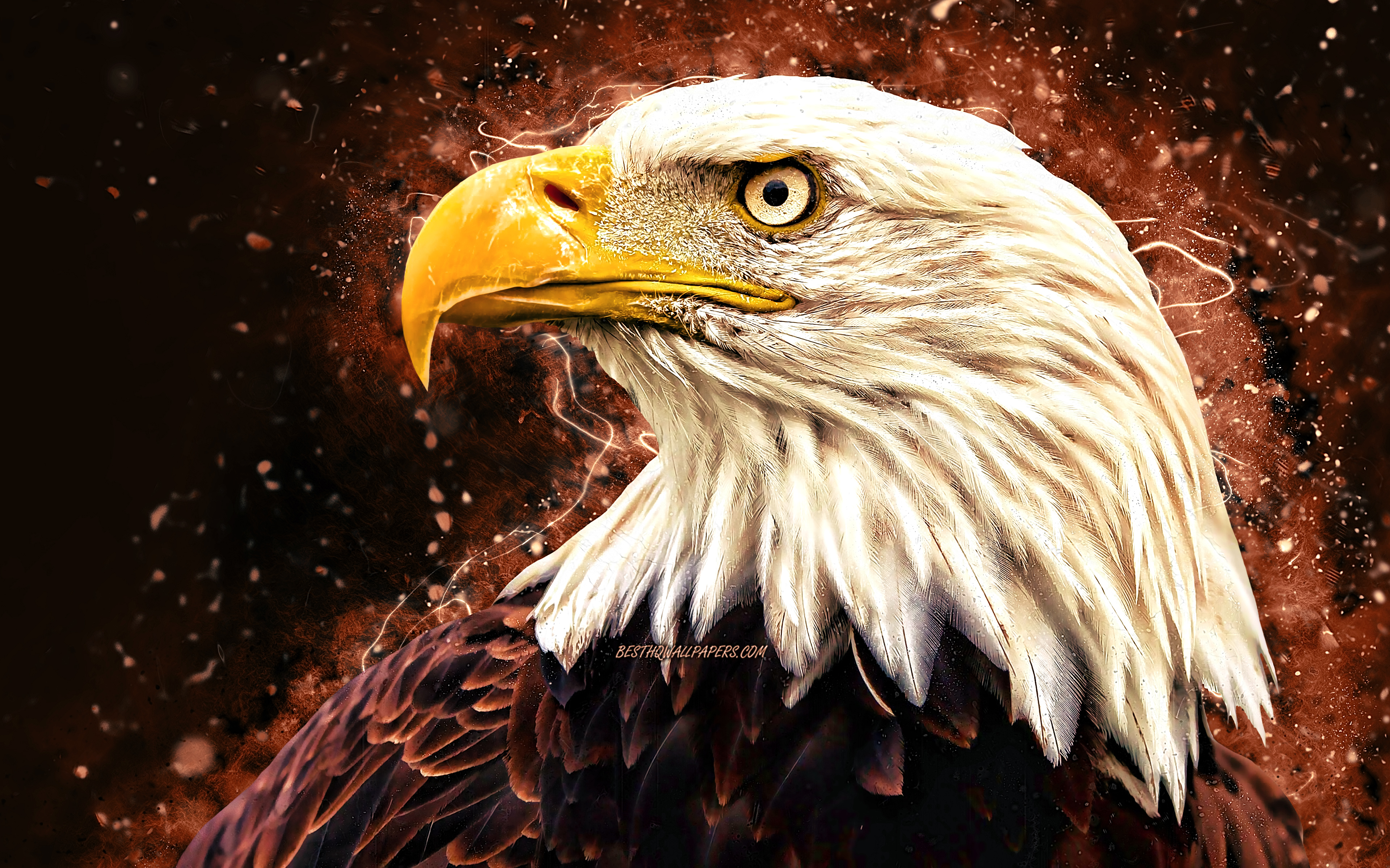 Brown Eagle Pictures Wallpapers