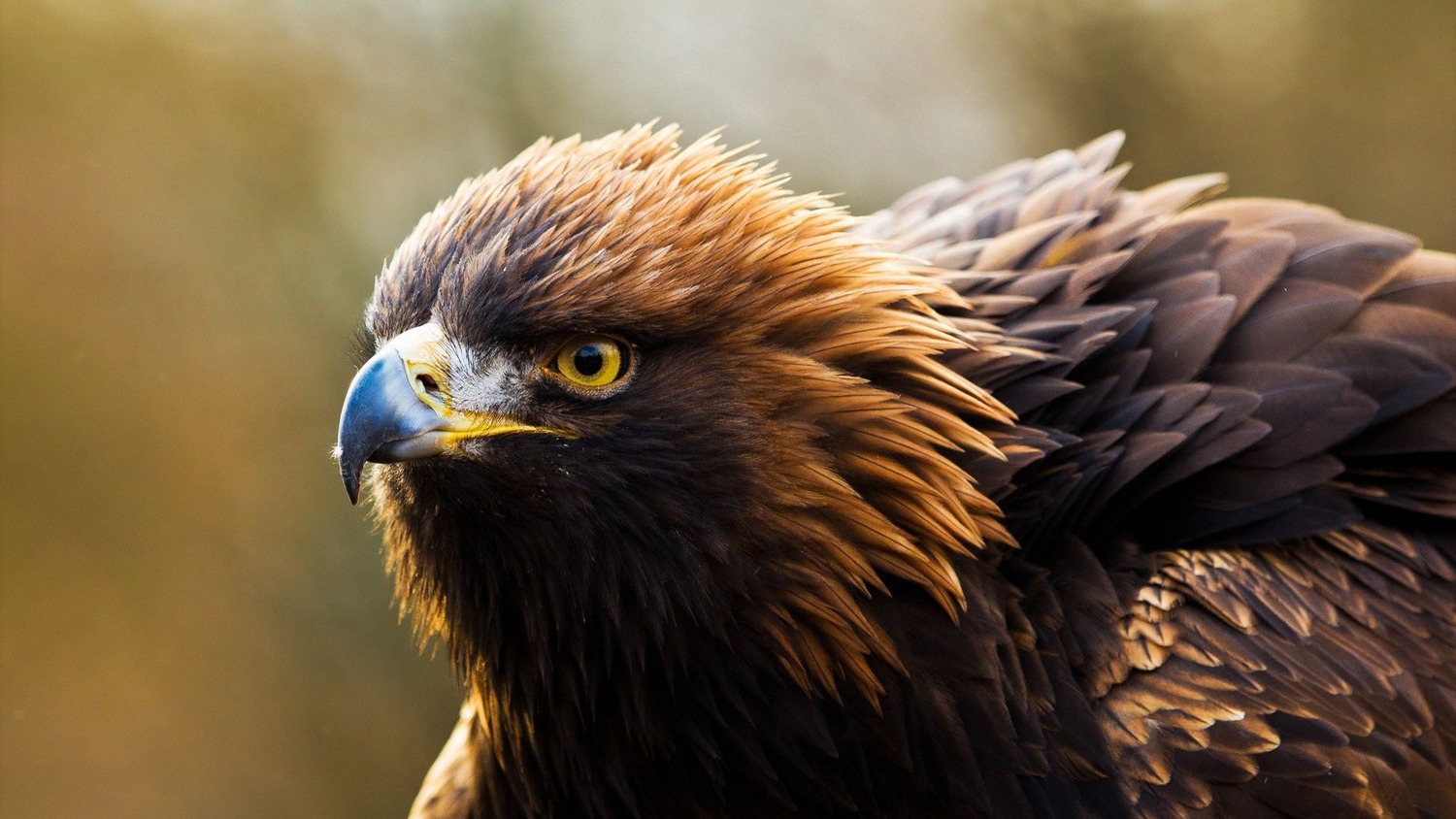 Brown Eagle Pictures Wallpapers