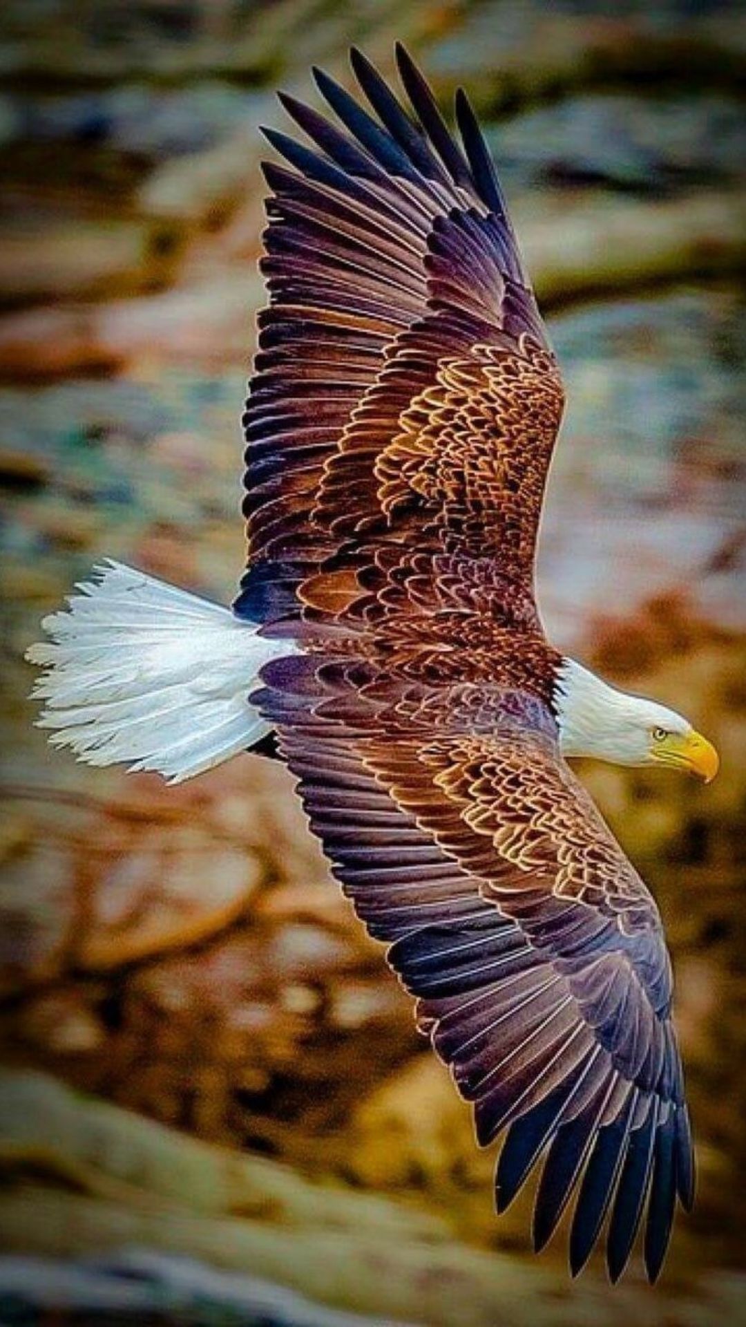 Brown Eagle Pictures Wallpapers