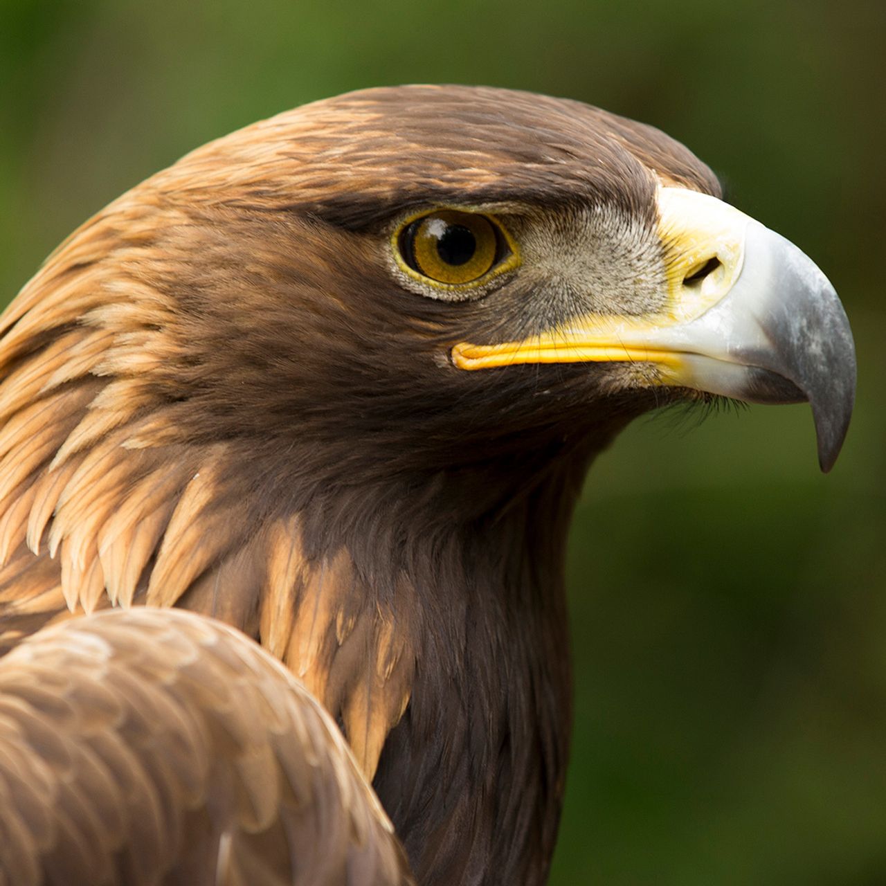 Brown Eagle Pictures Wallpapers